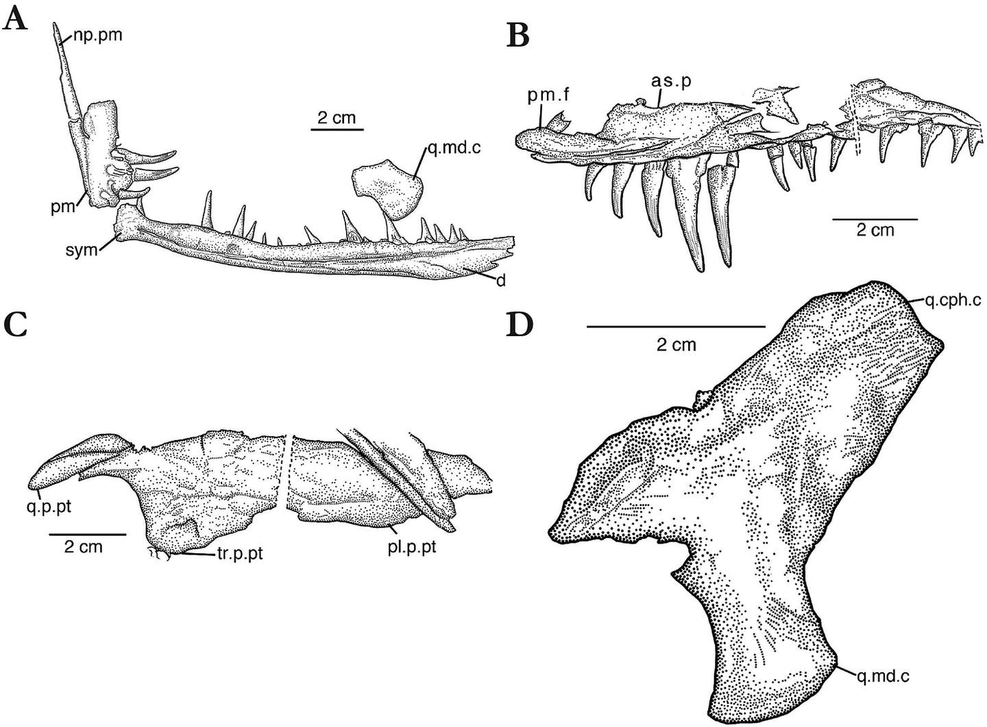 Dinocephalosaurus orientalis, ZMNH M8727, interpretative drawings of selected cranial remains. 