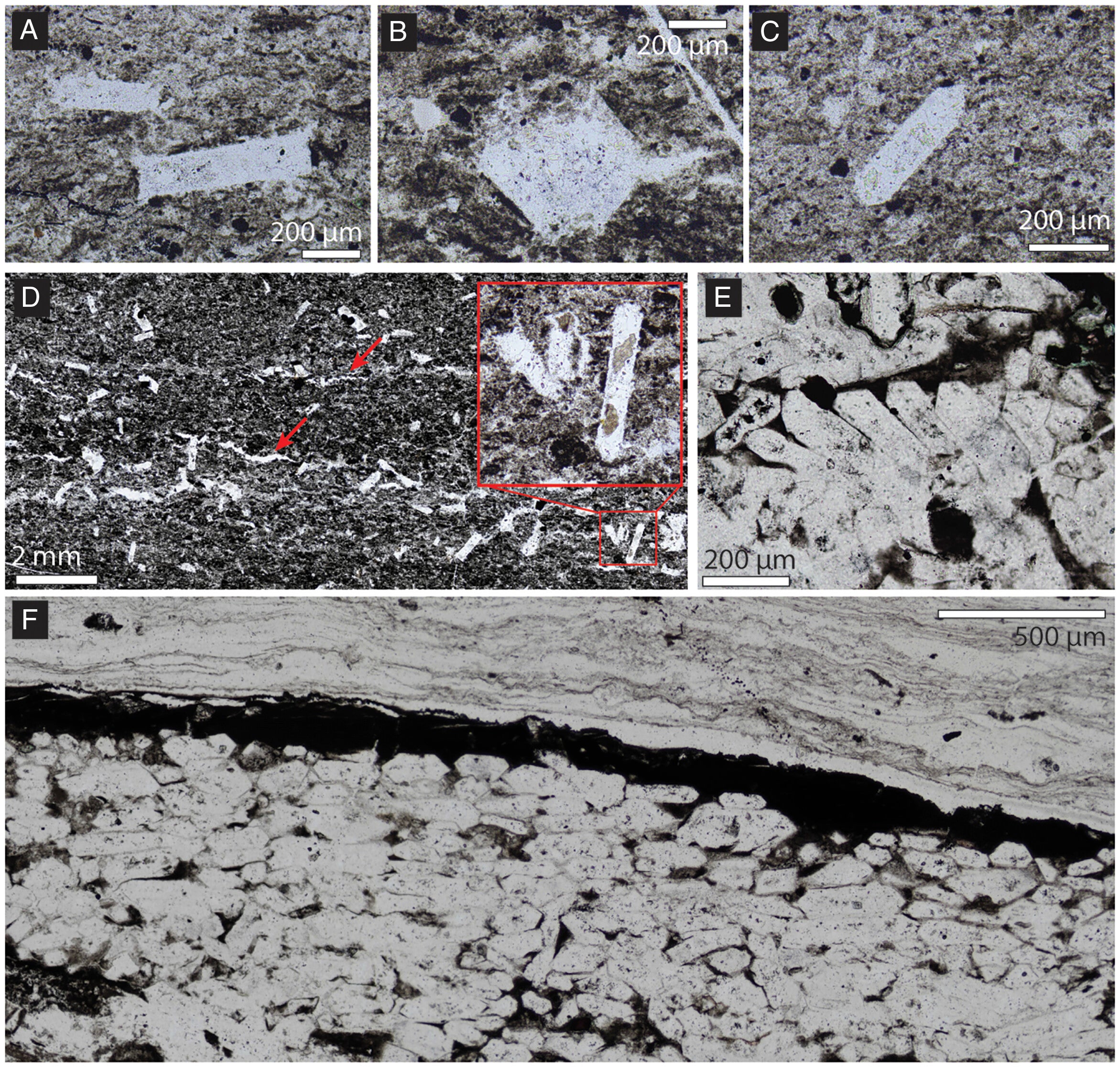 Photomicrographs of pseudomorphs. (A–C) Representative Type 1 pseudomorphs from the fallback layer. (D) Randomly oriented Type 1 pseudomorphs and thin, discontinuous silica crusts (red arrows). (E) Type 2 pseudomorphs imbricated from slight sedimentary reworking. (F) Tightly packed Type 2 pseudomorphs showing preferred orientation parallel to bedding and minor organic matter. The pseudomorphs are overlain by a layer of organic matter.
