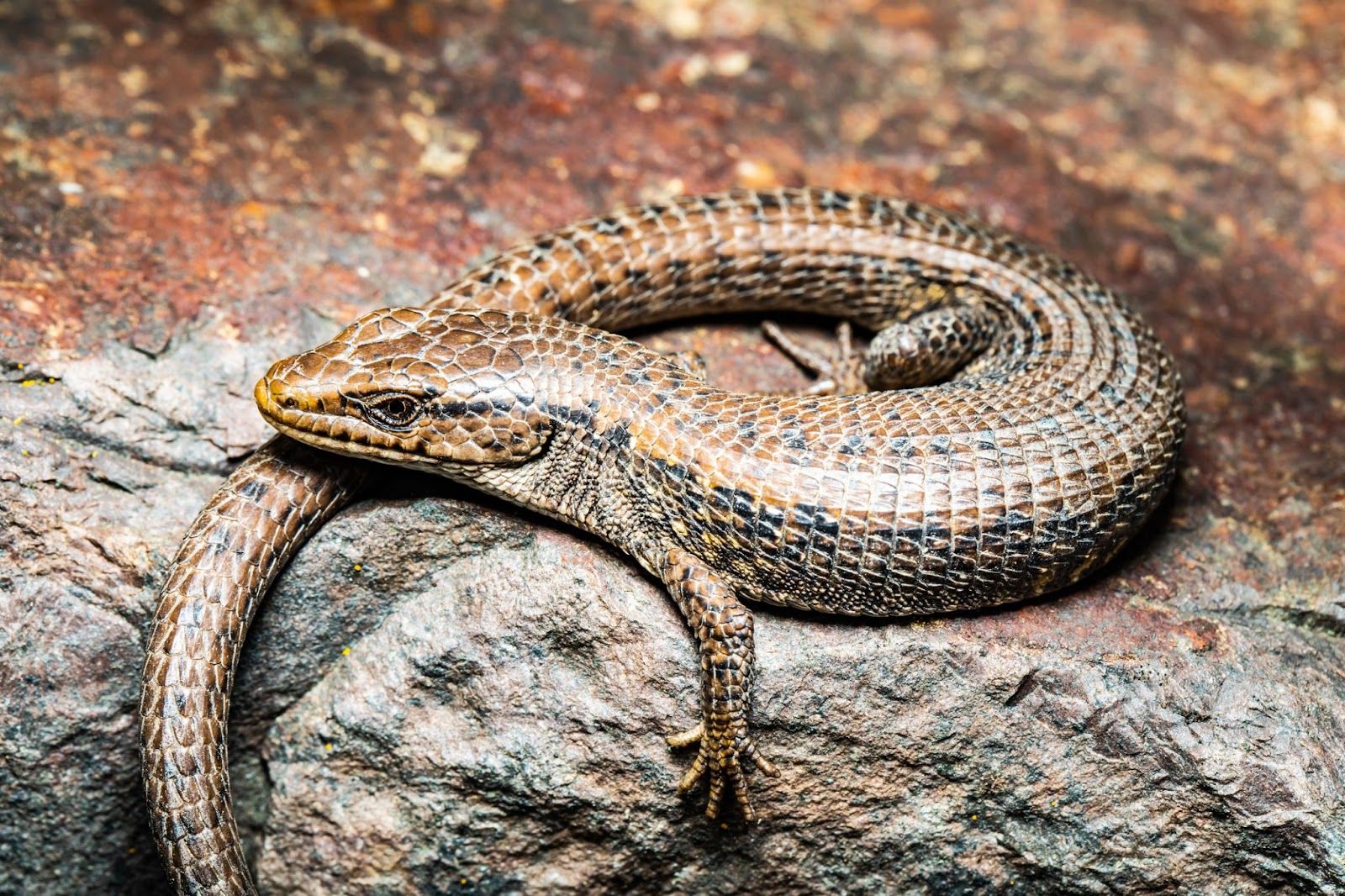 The scientific name for a northern alligator lizard is “Elgaria coerulea.” 