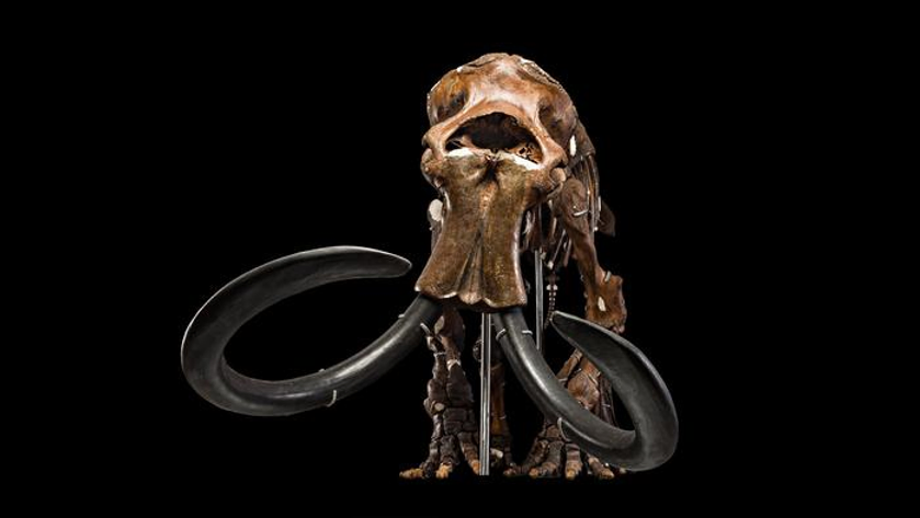 USNM 23792, Mammuthus primigenius, or Woolly Mammoth (composite), Department of Paleobiology, Smithsonian Institution.