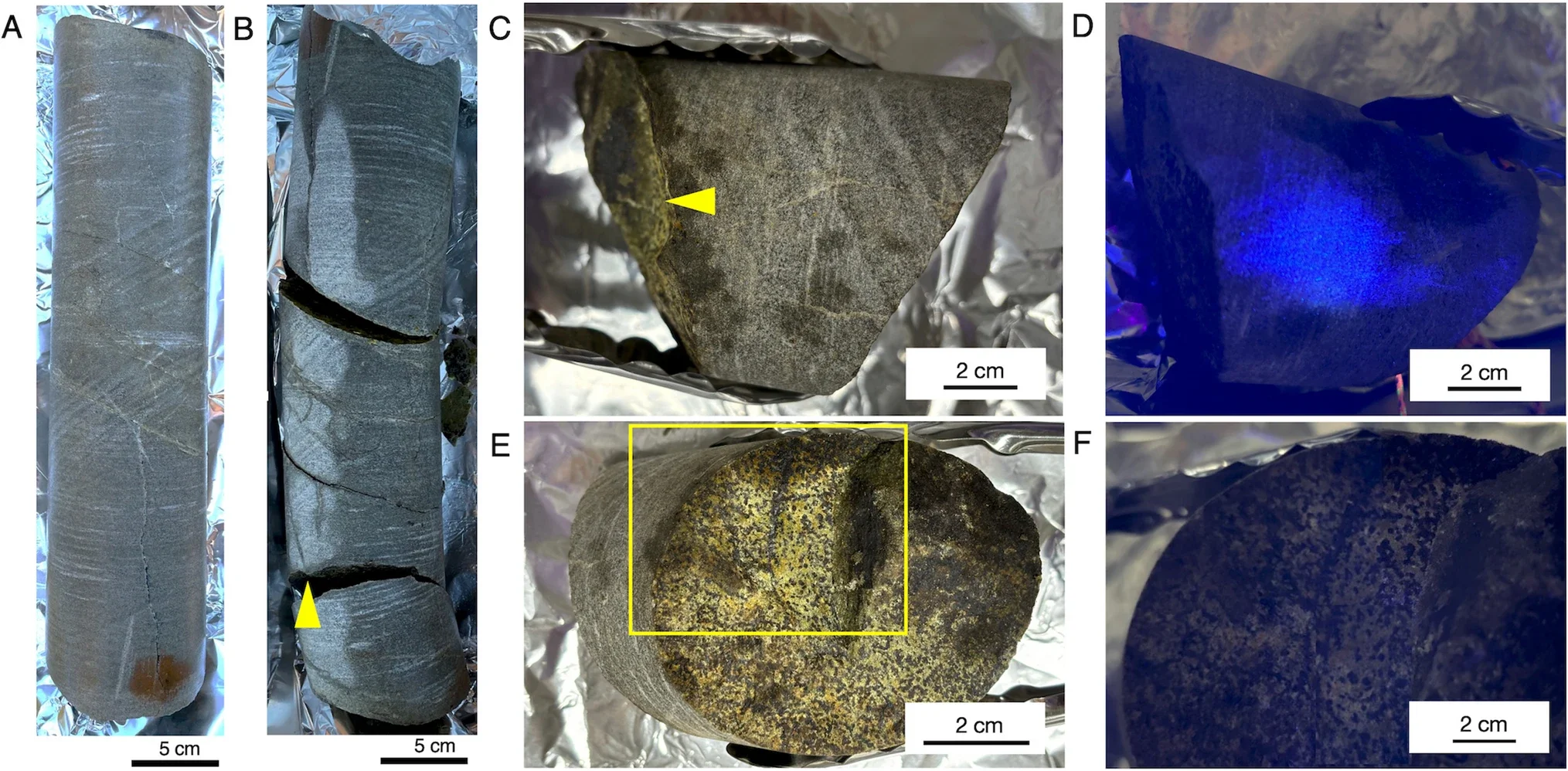 Appearance of the studied drill core sample and visual inspection of drilling fluid contamination. Photos of the cleaned whole-round core sample before (A) and after opening fractures (B). Photos of a rock fragment collected for further analysis without (C) and with (D) UV light illumination. Photos of a fracture surface without (E) and with (F) UV light illumination. Yellow arrows in B and C point to the fracture, and yellow rectangle in E indicates the area shown in F