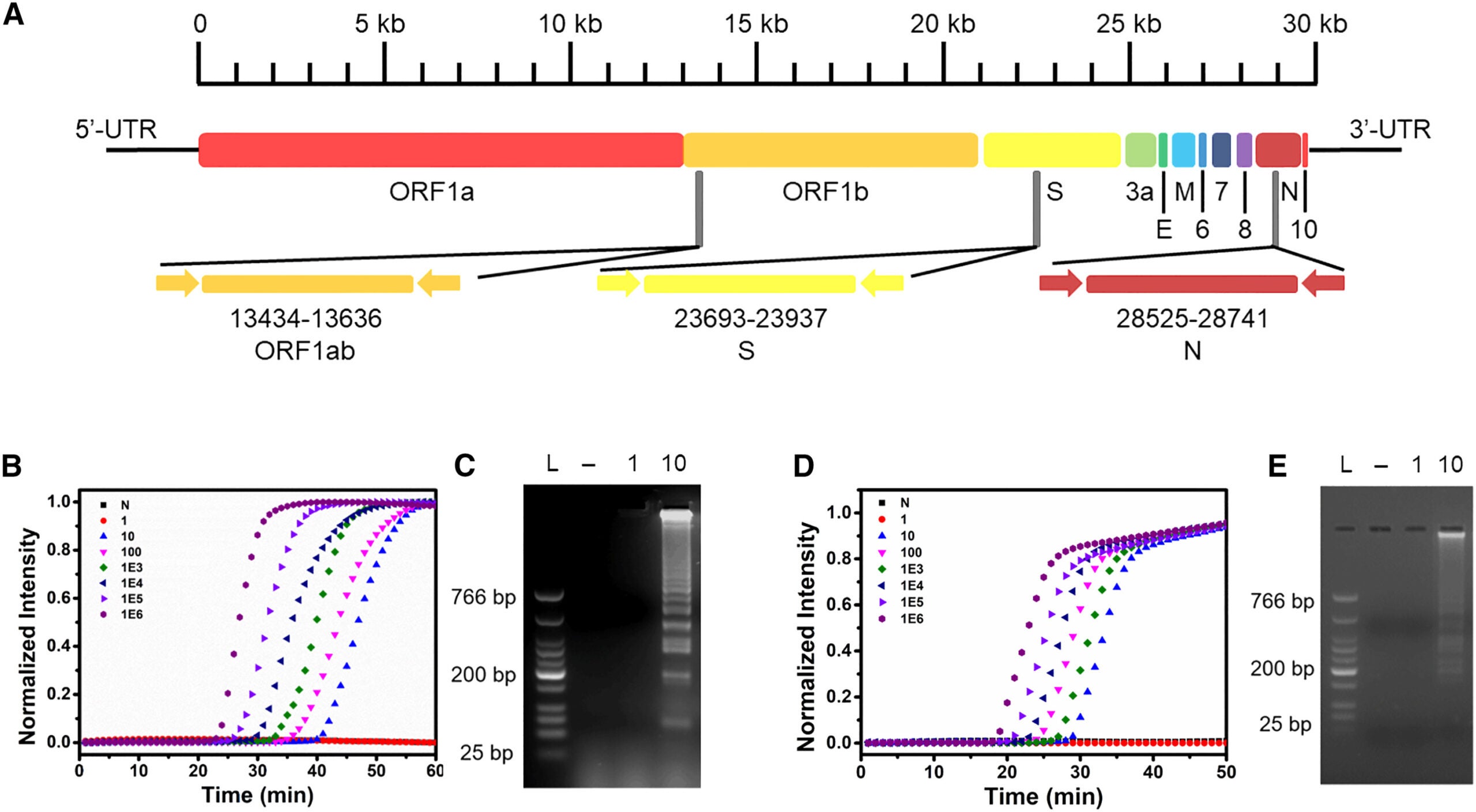 Design and optimization of LAMP assay for viral RNA detection including SARS-CoV-2 and influenza