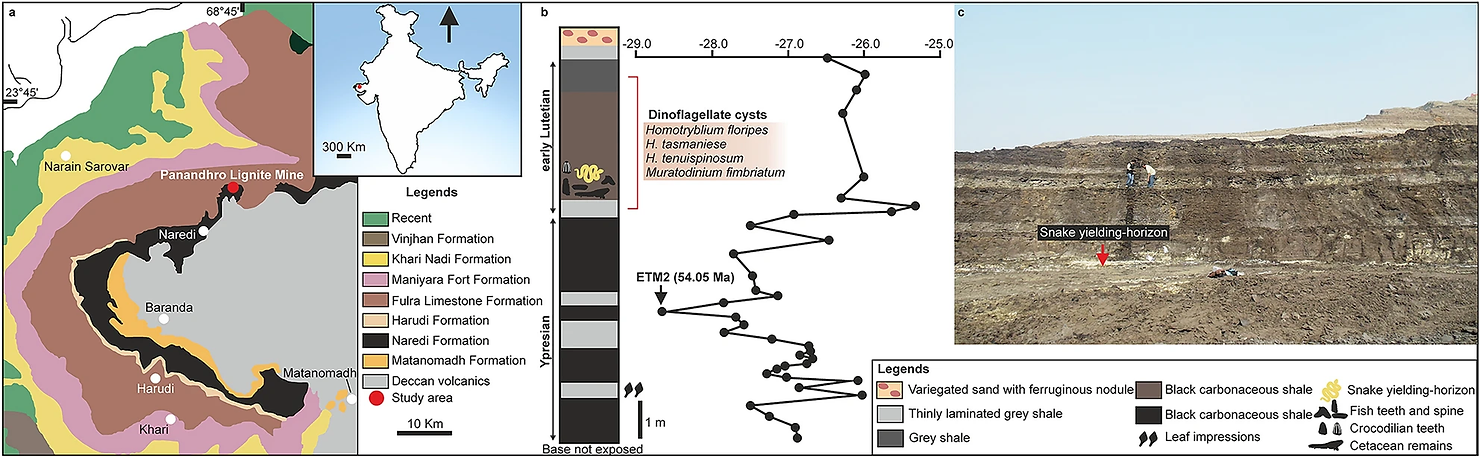 Geological map of Kutch Basin showing fossil locality stratigraphic column at Panandhro Lignite Mine showing the position of madtsoiid snake-yielding horizon with age diagnostic dinoflagellate cyst assemblage and δ13C curve marking hyperthermal event ETM2