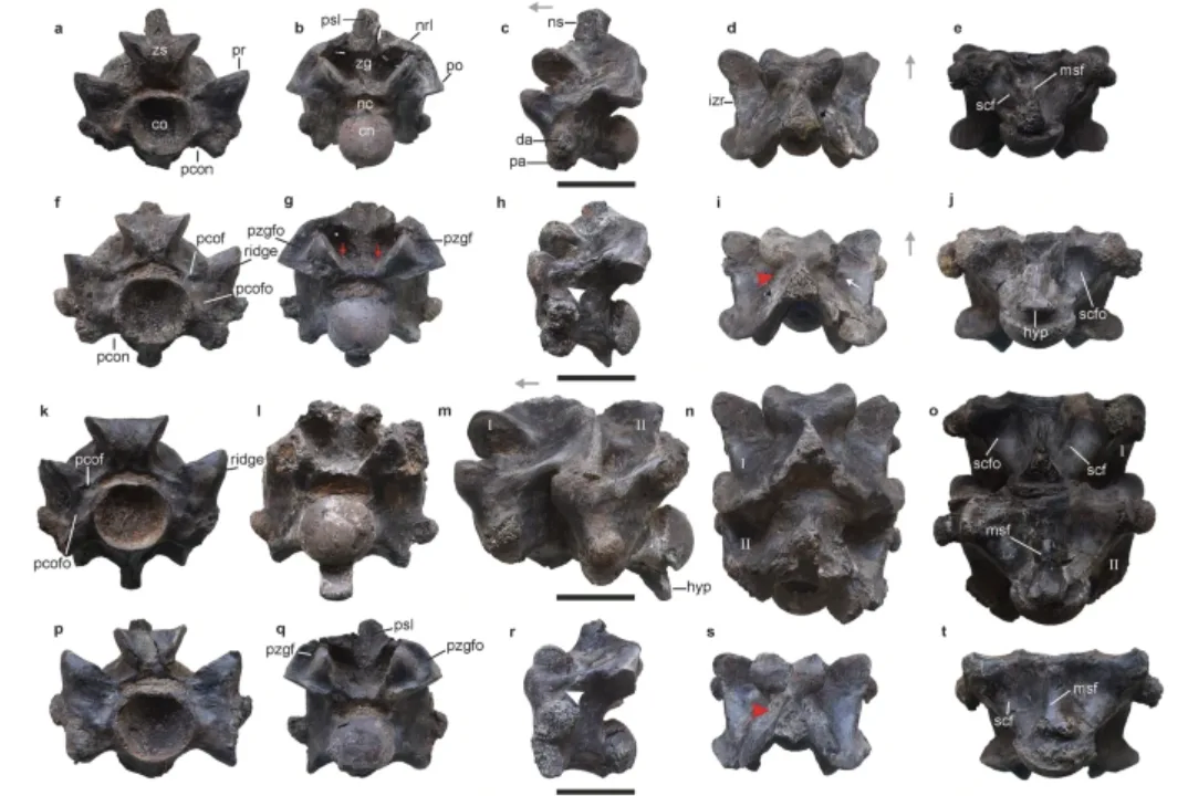 Fossil analysis revealed that the specimen is Vasuki indicus.