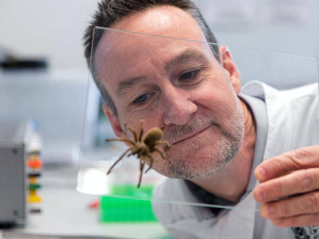Spider Med Spider venom heart drug trial could revolutionize cardiac medicine ...