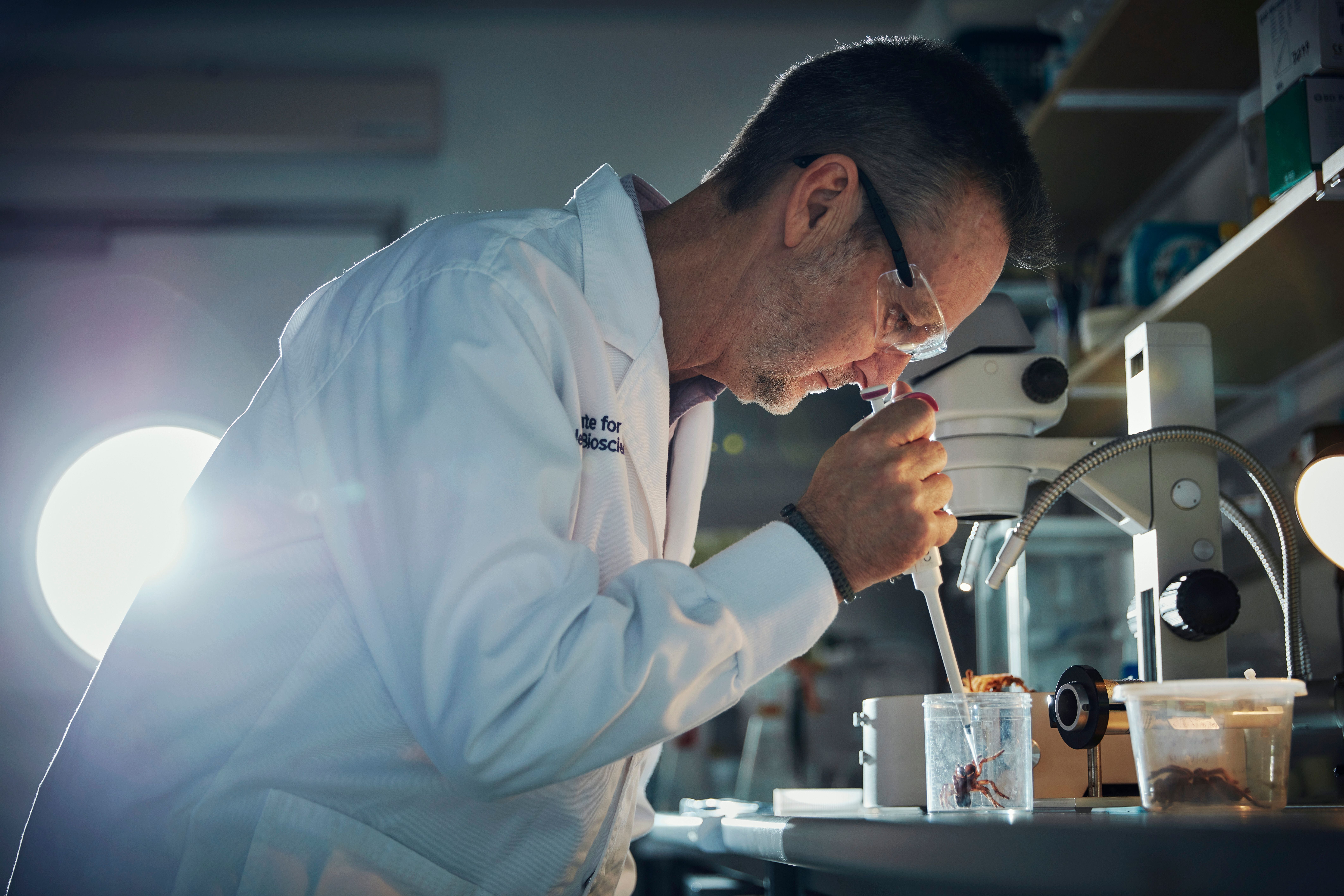 Professor Glenn King working in the lab with a funnel web spider.