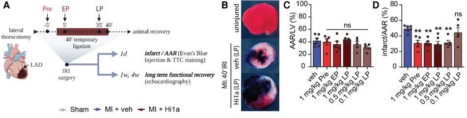 Surgical procedure depicting thoracotomy with 40 min LAD occlusion and Hi1a administration (i.v.) 5 min prior to ligation (Pre: pre-treatment), 5 min after the onset of ischemia (EP: early post-treatment), or 5 min prior to reperfusion (LP: late post-treatment)