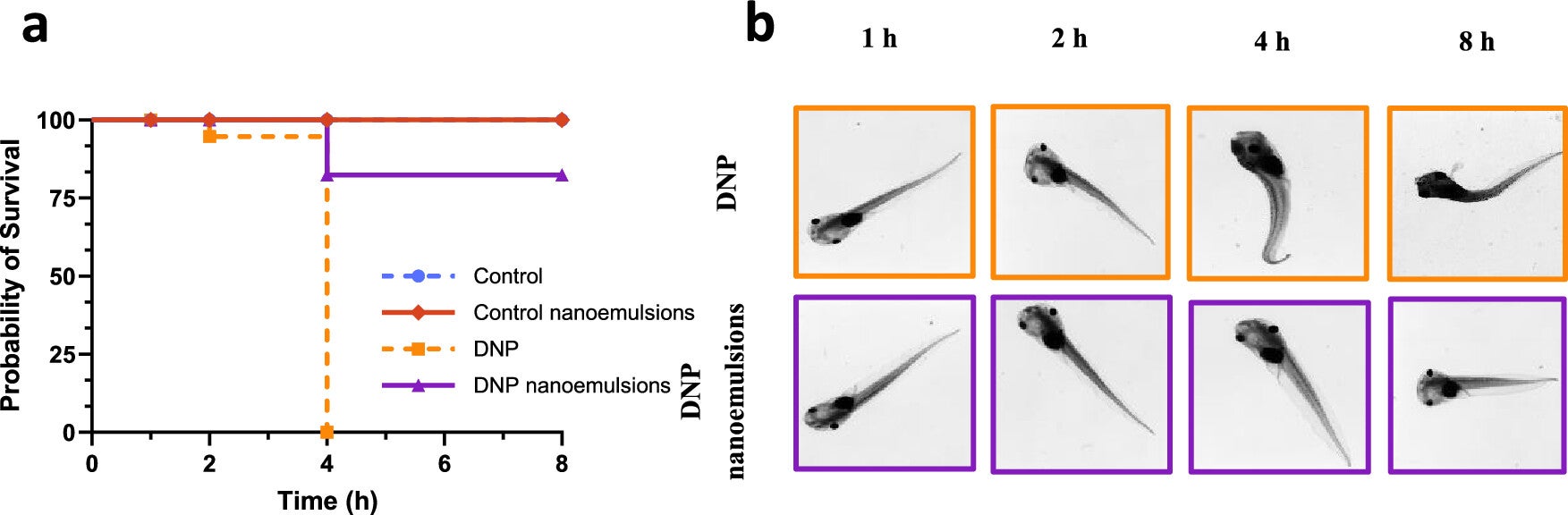 Representative bright-field microscopy images of tadpoles 24 h after their treatment with DNP or DNP nanoemulsion for increasing periods of time.