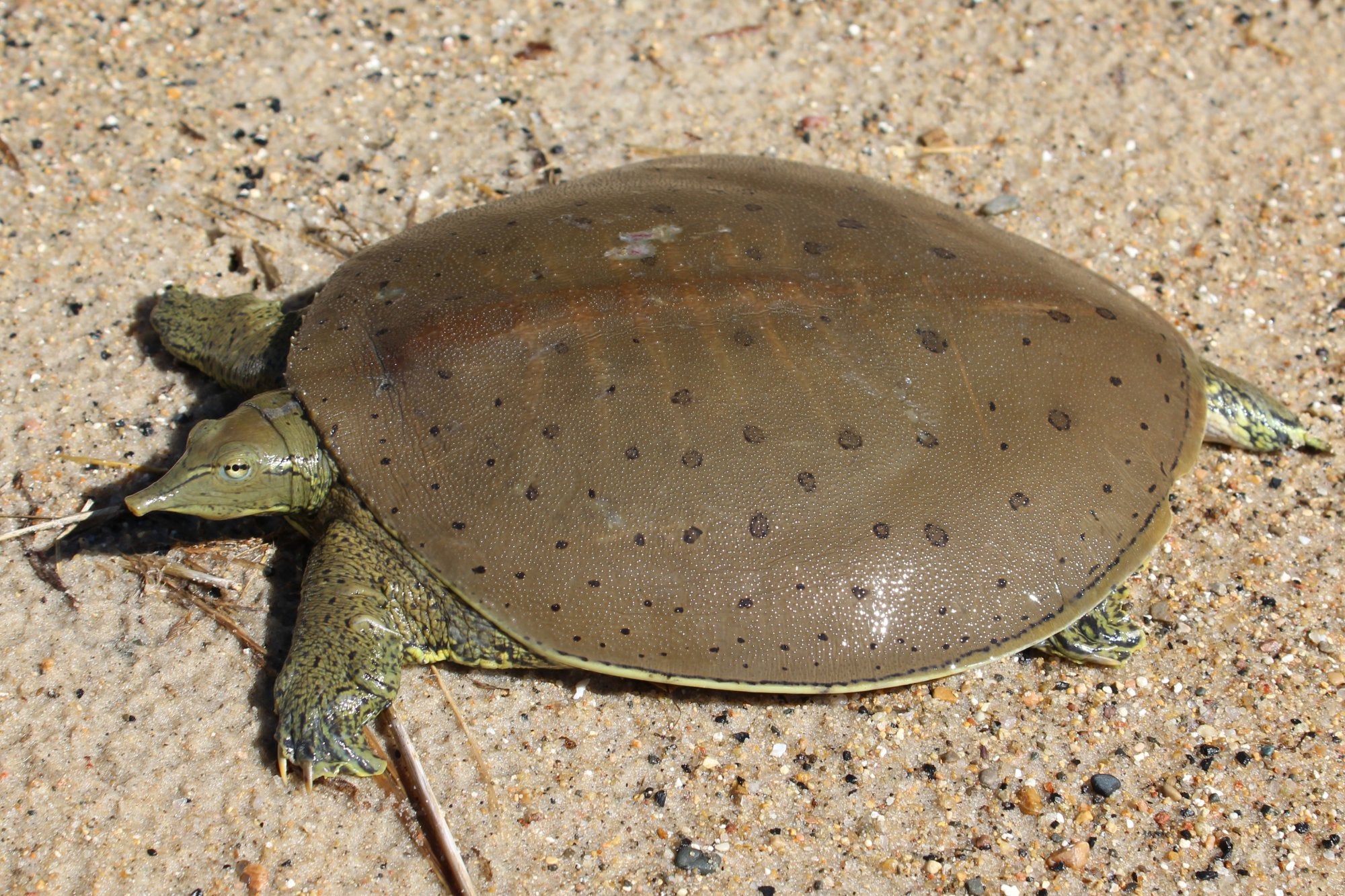 Spiny Softshells are named for the characteristically leathery, round, flat carapace. Adult males have a carapace length of 4–12 inches (10–30 cm) and adult females a carapace length of 8–16 inches (21–41 cm).