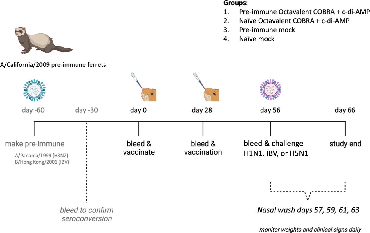 Diagram of ferret vaccine study. For the pre-immune vaccine groups, ferrets that had been exposed to A/California/2009 3 months previously were intranasally infected with A/Panama/1999 and B/Hong Kong/2001 60 days prior to vaccination.