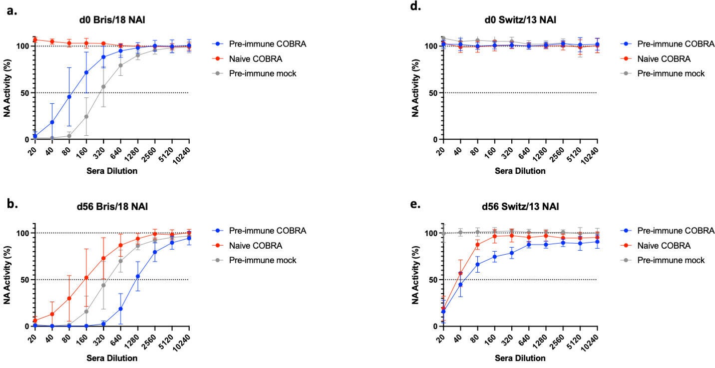 Octavalent COBRA vaccination increases serum NAI antibody titers after vaccination in ferrets.