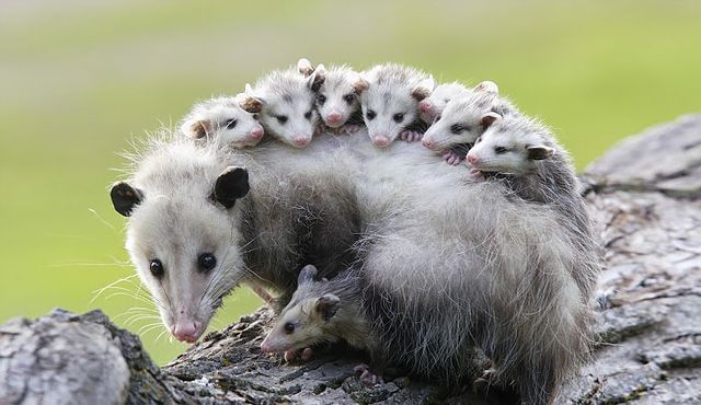 The Virginia opossum is a very misunderstood species. It is the only marsupial in North America and has been around for over 50 million years.