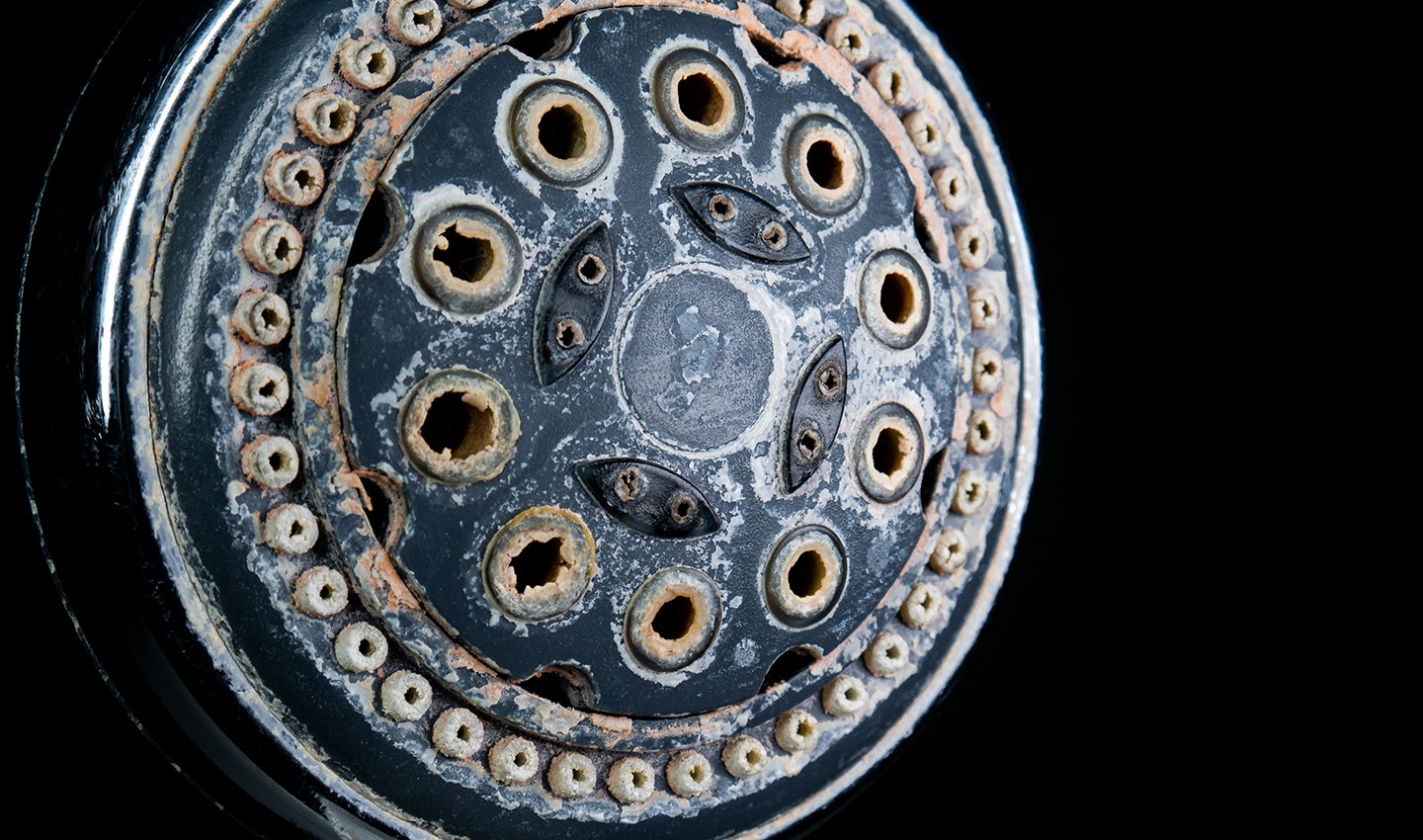 Showerheads and toothbrushes, two of the most common objects in any household, harbor a vast collection of viruses—many of which have never been documented before.