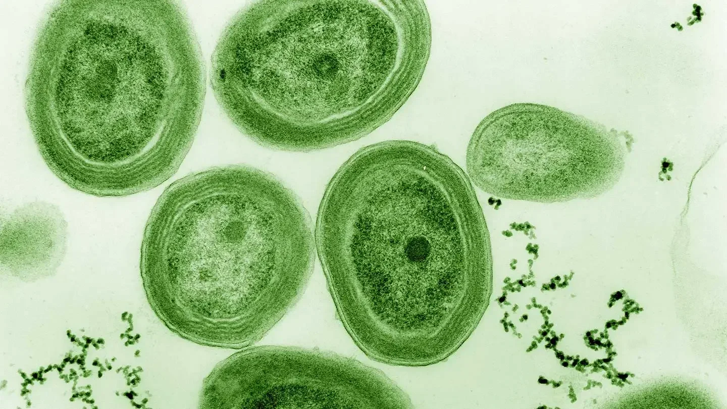 Cyanobacteria, like these ocean-dwelling Prochlorococcus, invented photosynthesis billions of years ago. Now, scientists have fossil evidence of the structures needed to turn sunlight into chemical energy in some ancient cyanobacteria. 
