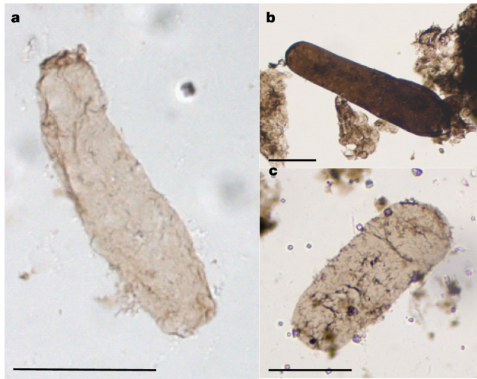 Images of N. majensis microfossils.