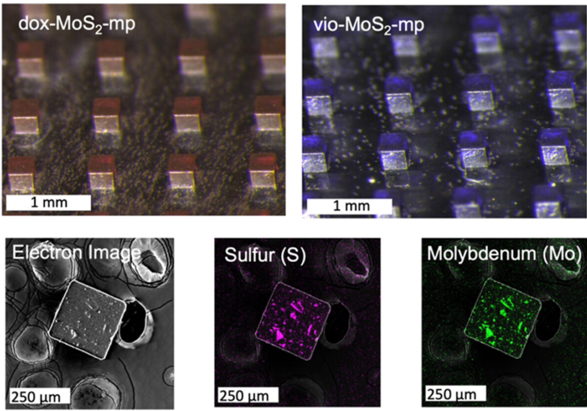Optical imaging of fabricated microparticles loaded with MoS2 nanosheets and doxorubicin (dox-MoS2-mp) or violacein (vio-MoS2-mp). SEM-EDS imaging of a microparticle loaded with MoS2 nanosheets.