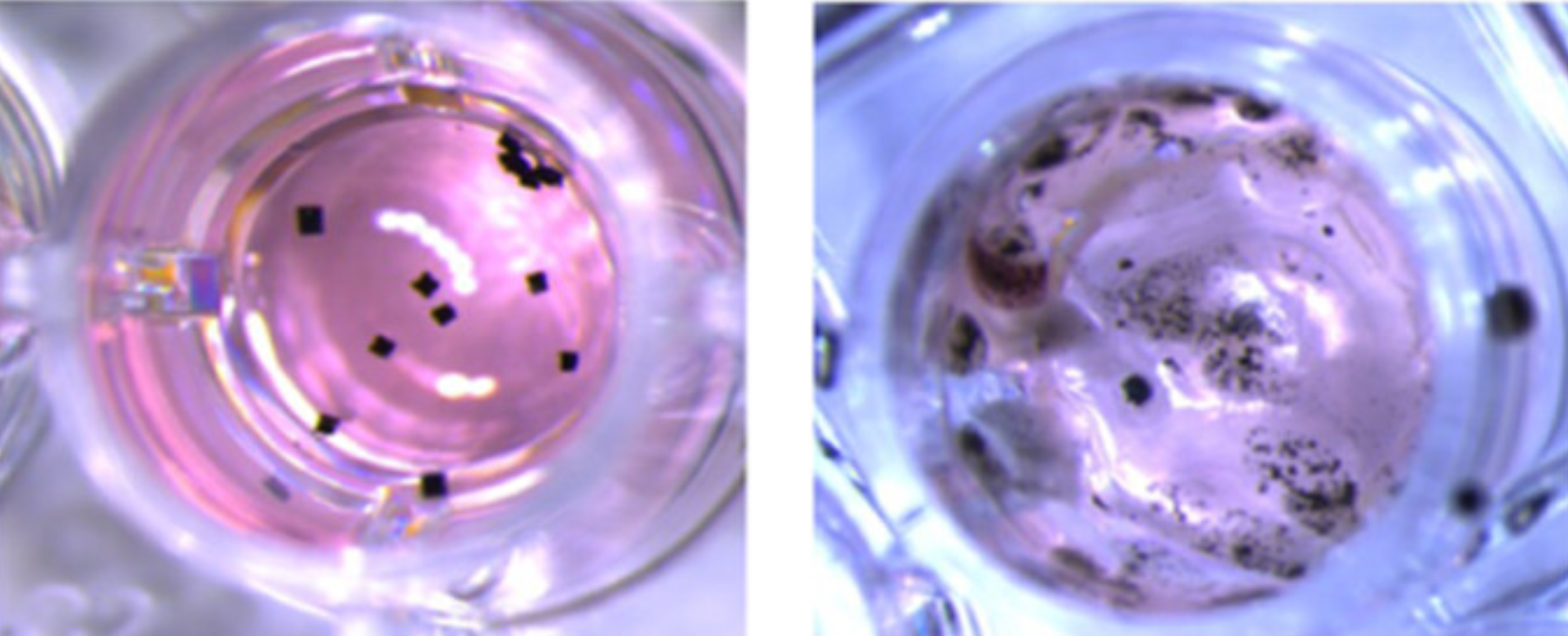  Incubation of vio-MoS2-particles in 4T1 cell culture before (left) and after (right) NIR laser irradiation.