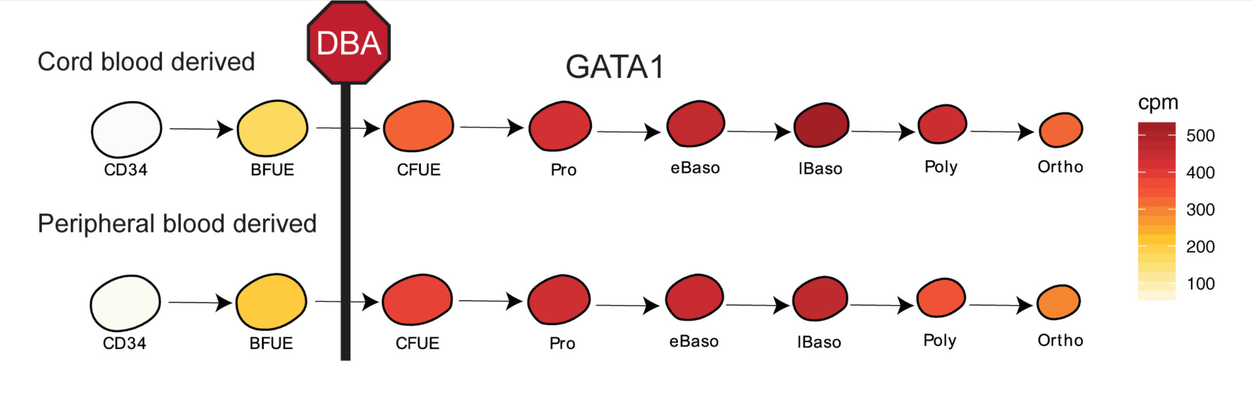 GATA1 mRNA expression (cpm) during normal human erythroid differentiation from umbilical cord blood or peripheral mobilized CD34-selected HSPCs.17 Stage of erythroid maturation arrest in DBA is shown. cpm, counts per million mapped reads.
