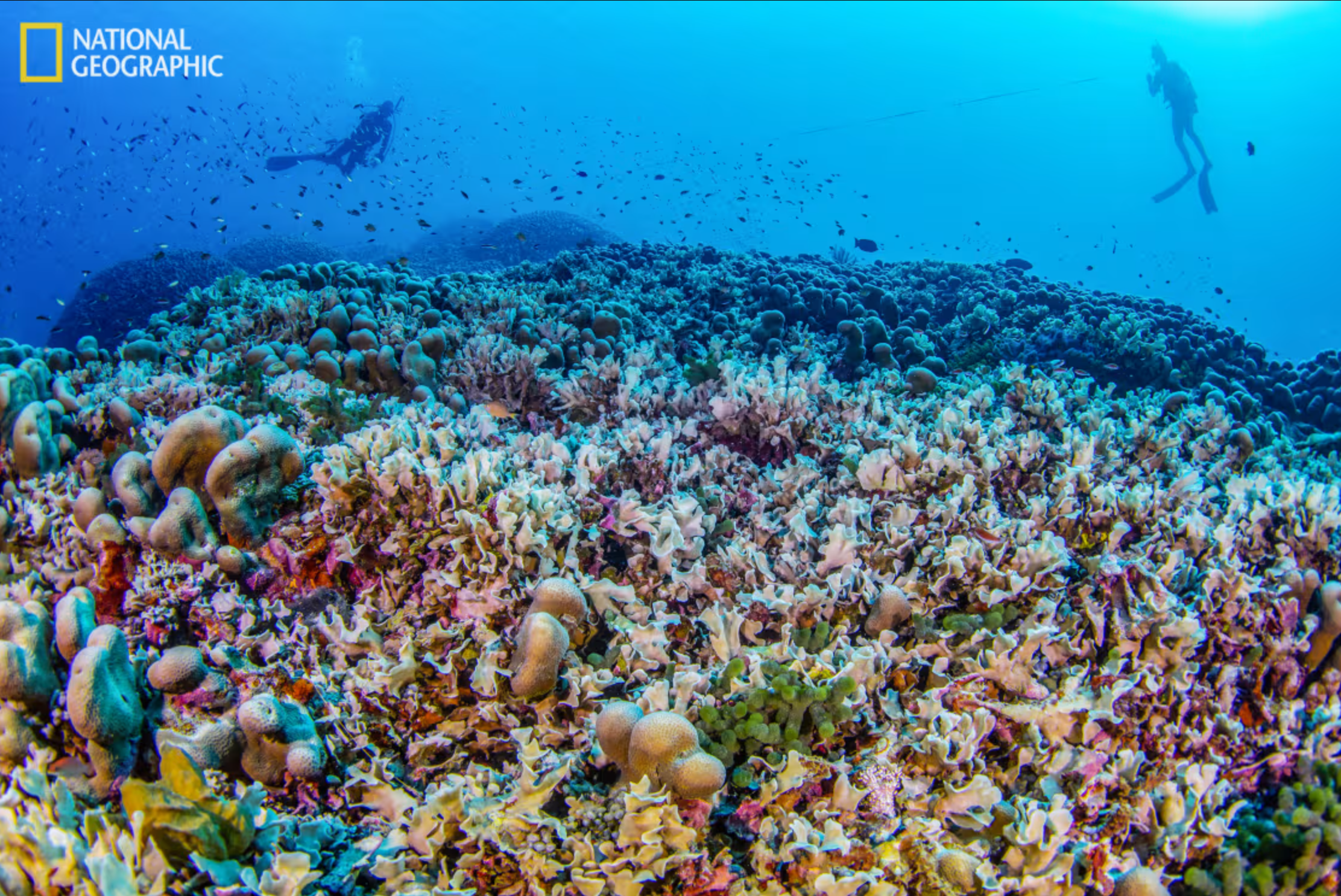 Divers swim above the magnificent reef. 