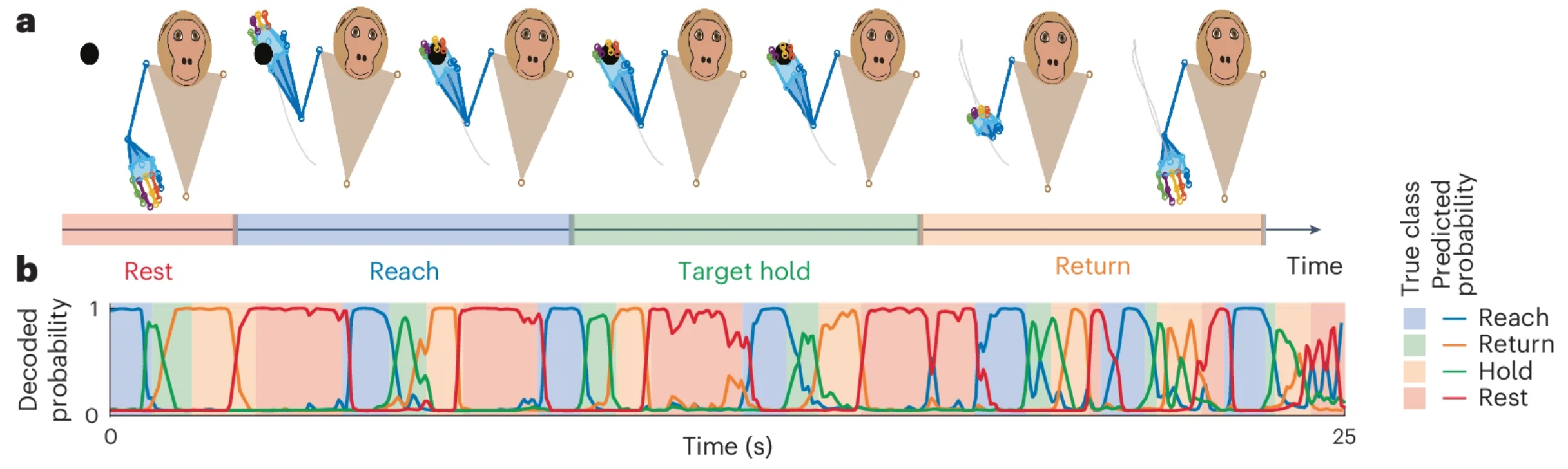 In the 3D reach dataset, researchers  model spiking activity along with the epoch of the task as discrete behavioral data (Methods and Fig. 2a). The epochs/classes are (1) reaching toward the target, (2) holding the target, (3) returning to resting position and (4) resting until the next reach.