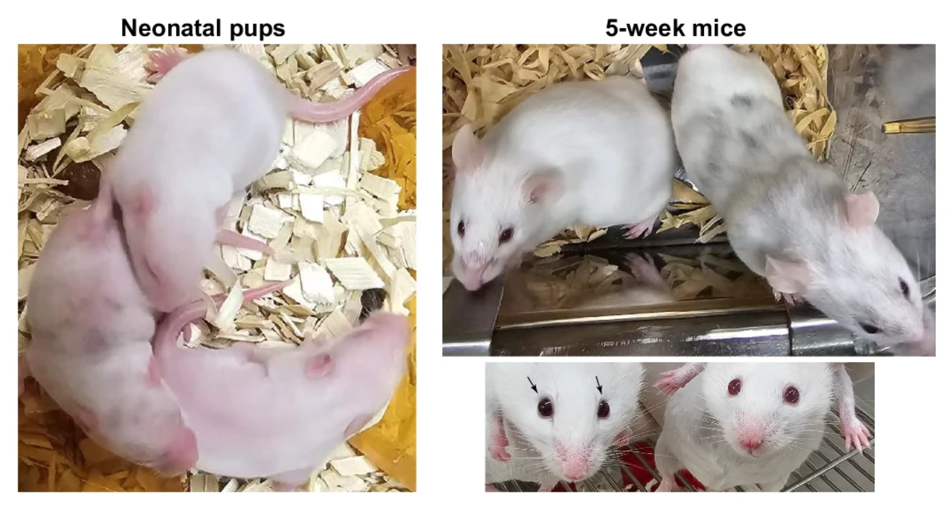 Chimeric mice generated from full-length Salhel-Sox-I iPSC lines displaying black coat patches and eyes (indicated by arrows) representing their iPSC origin, in contrast to the wildtype mouse exhibiting a white coat and red eyes.