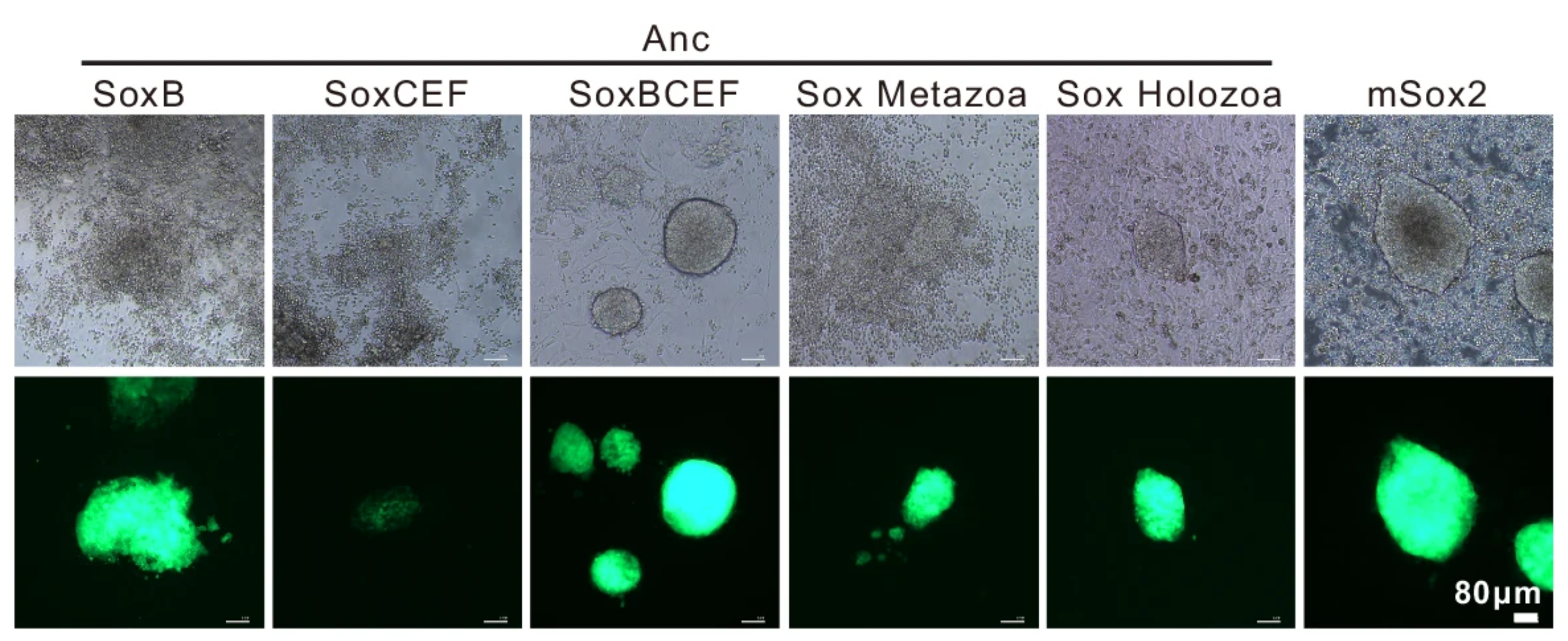 Representative microscope images of iPSC colonies on day 14. Scale bar, 80 μm. 