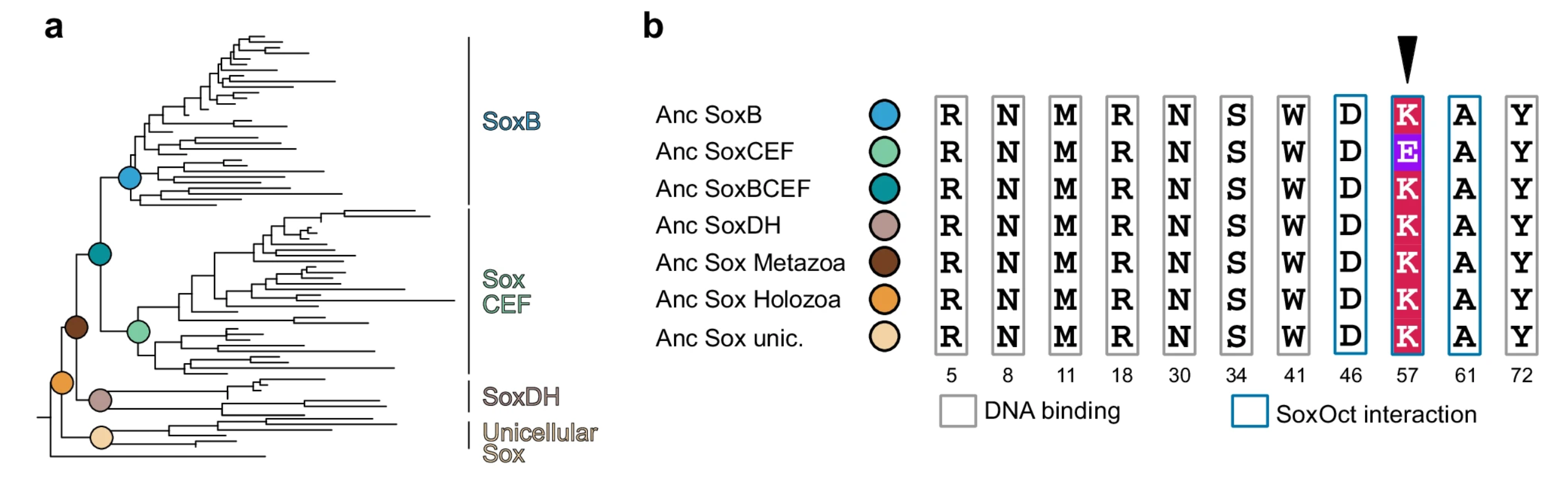 Ancestral holozoan and animal Sox factors can induce pluripotency in mice.