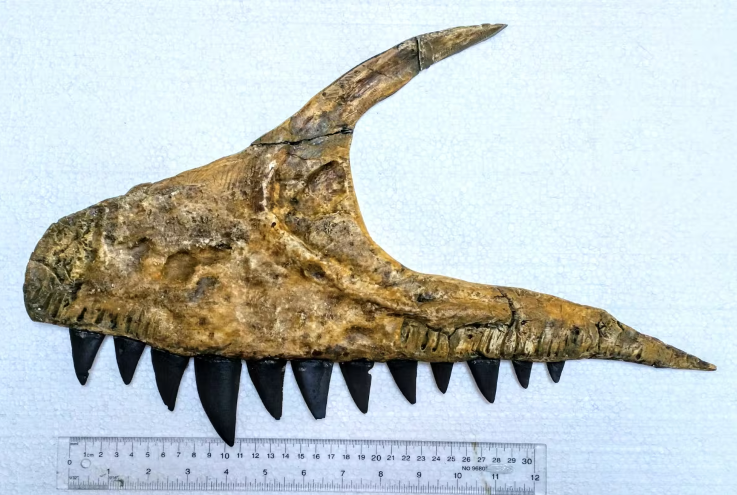 A reconstruction shows the upper jaw of the Ulughbegsaurus. 