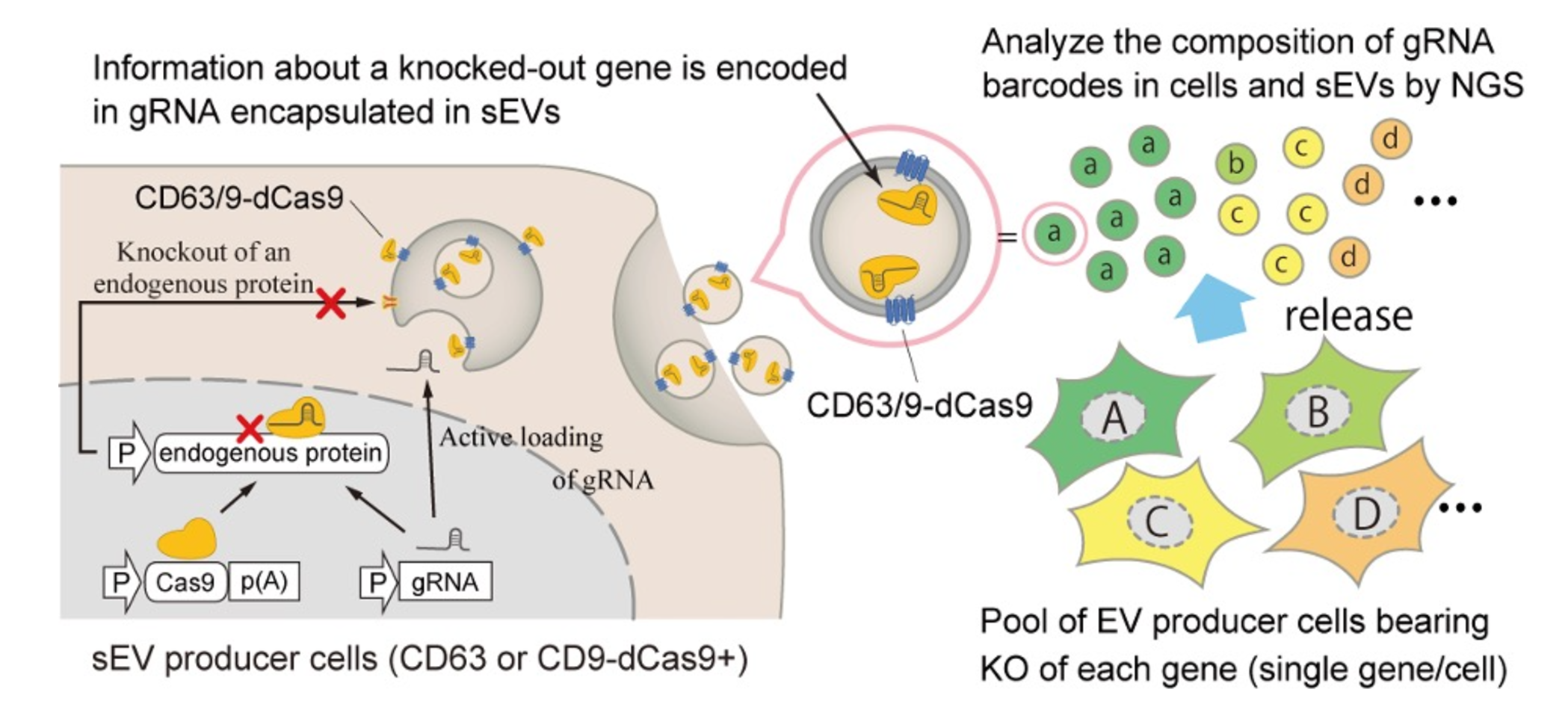 The CIBER screening system. CRISPR gRNA is used to knock out specific genes in cells, which is barcoded into the sEVs they release. By analyzing the barcodes in the sEVs and cells, researchers can better understand the factors involved in sEV release.