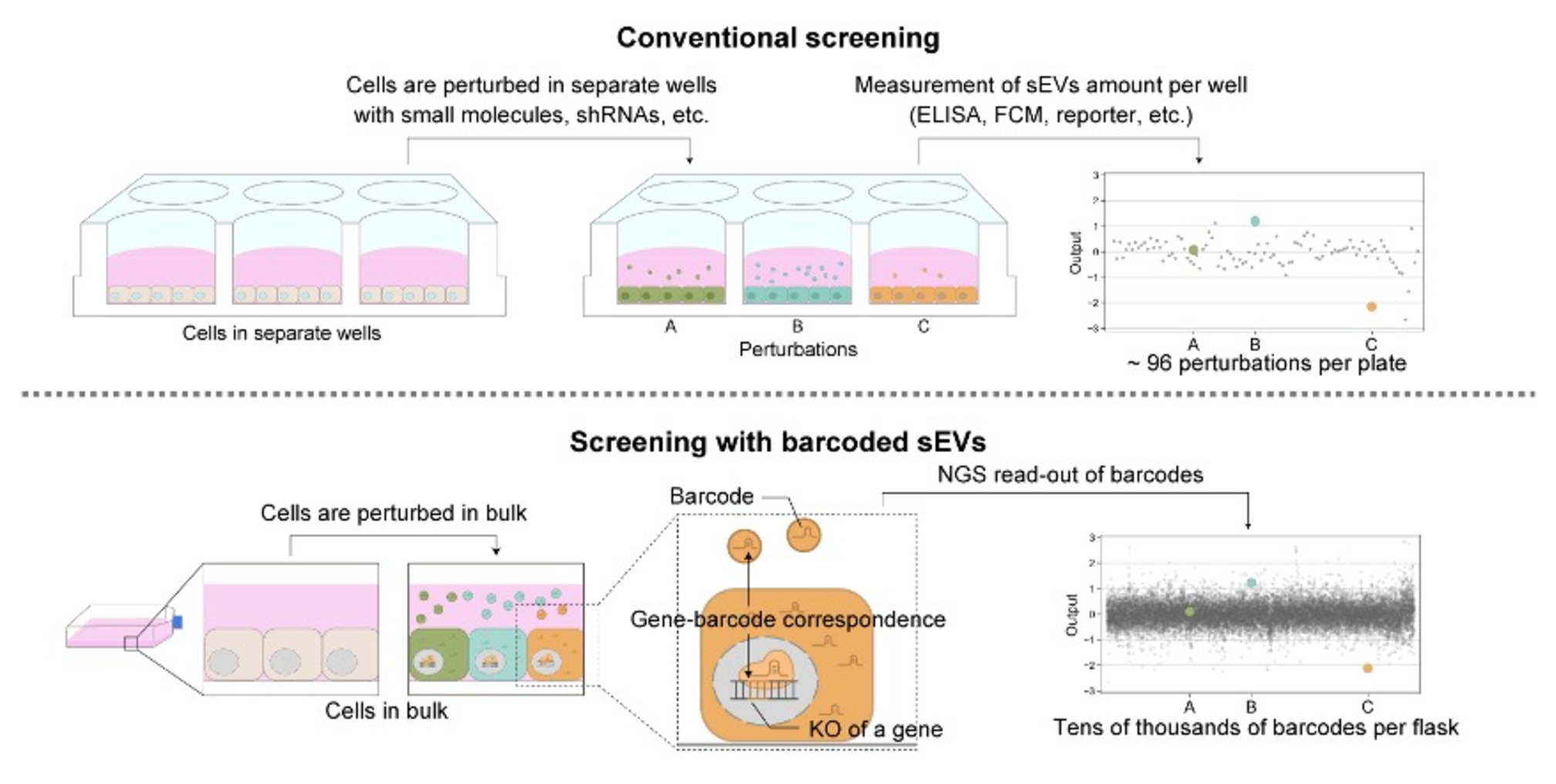 Conventional vs. barcode screening. The new CIBER system means that cells do not have to be separated into separate wells for study, but can instead be analyzed in bulk all at once.