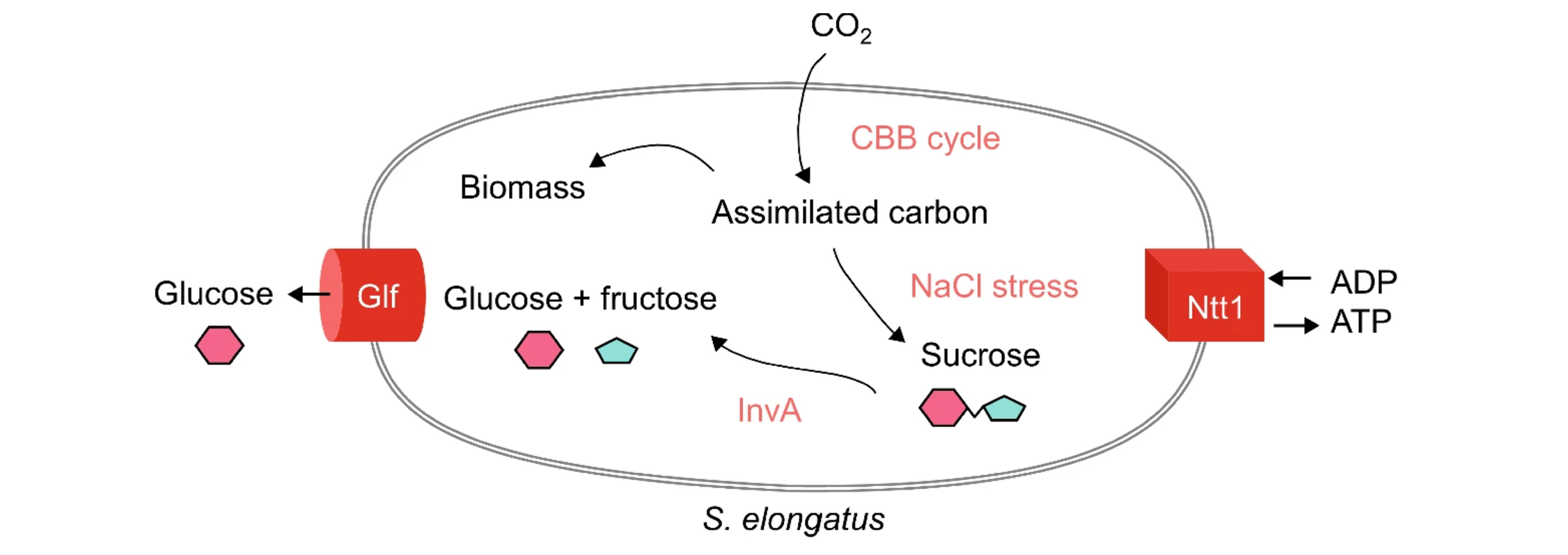 Engineering Syn7942 to secrete glucose assimilated from CO2.
