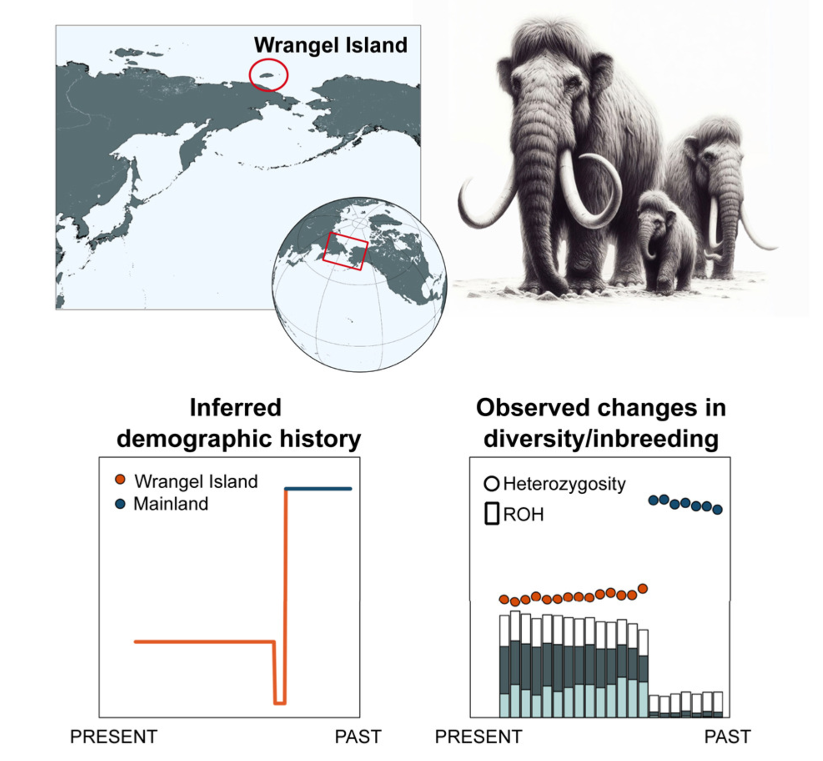 Graphical abstract: Woolly mammoths (Mammuthus primigenius) became isolated on Wrangel Island around 10,000 years ago and persisted for over 200 generations before becoming extinct around 4,000 years ago.