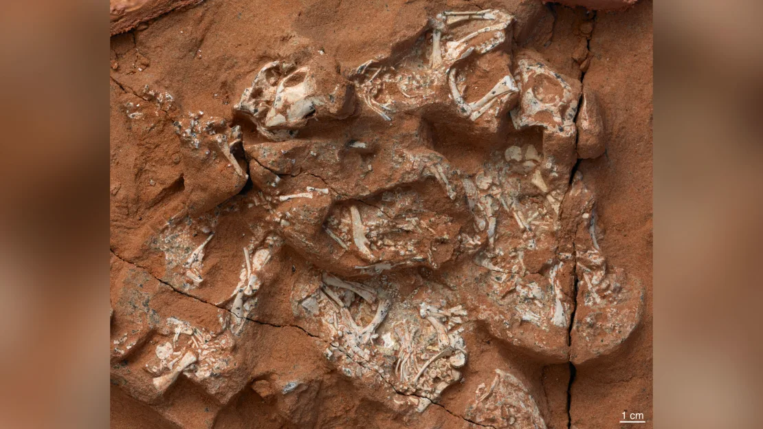 Well-preserved Protoceratops embryos included six nearly complete skeletons. 