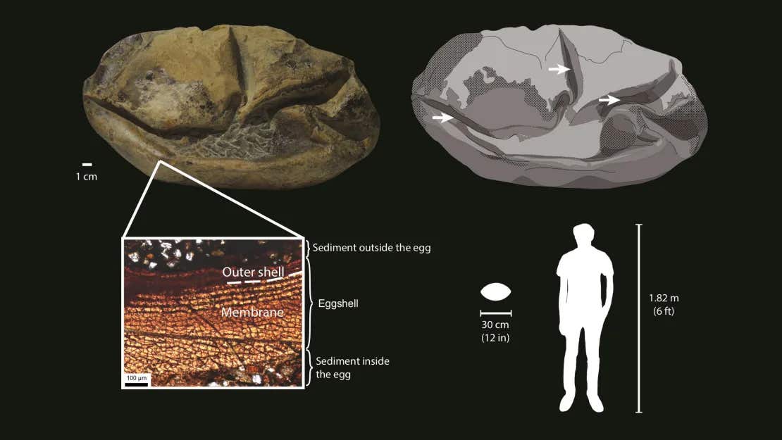A diagram showing the Antarcticoolithus bradyi egg, its parts and size relative to an adult human. A diagram showing the Antarcticoolithus bradyi egg, its parts and size relative to an adult human.