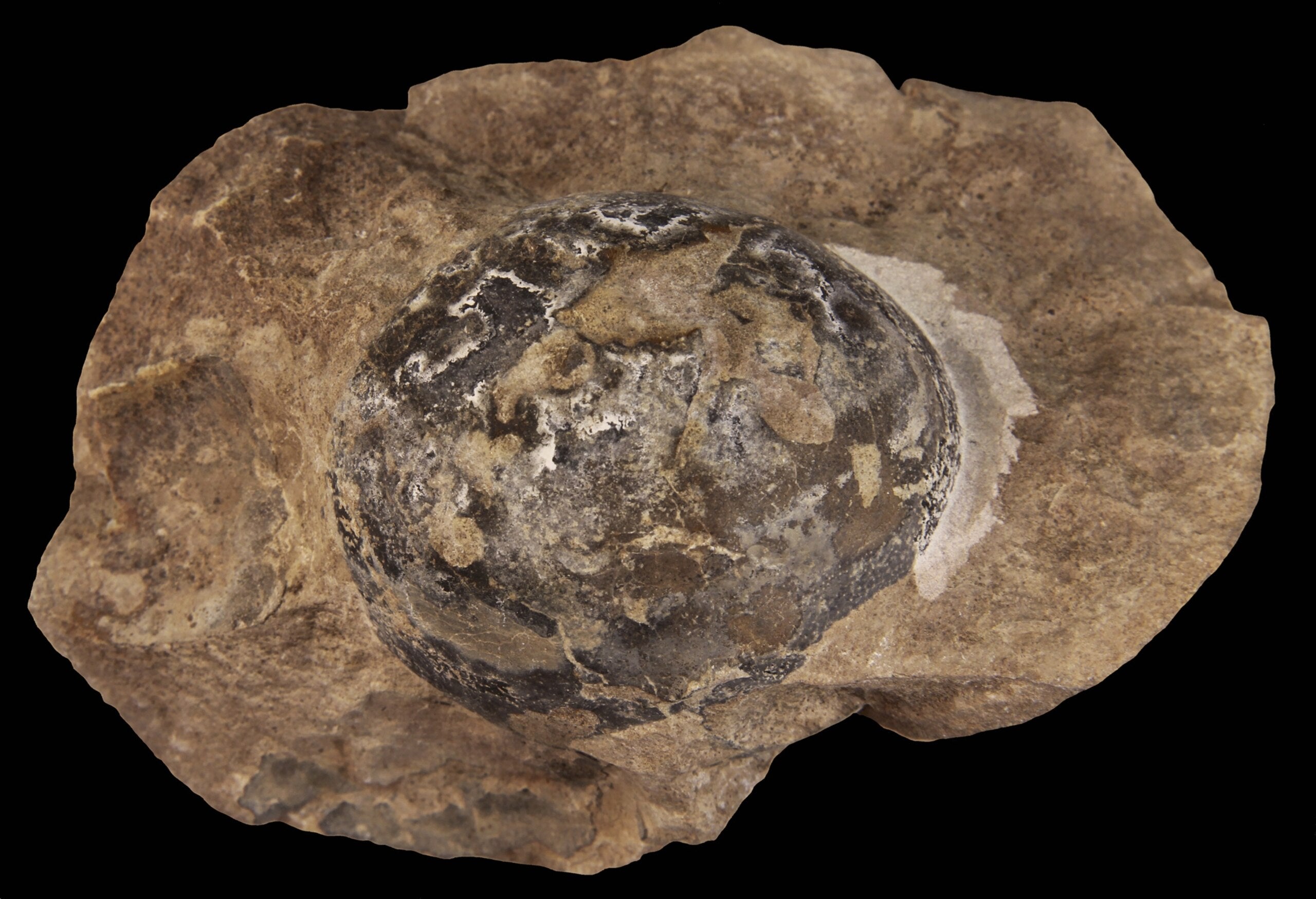 This fossilized egg was laid by Mussaurus, a long-necked, plant-eating dinosaur that grew to 20 feet in length. 