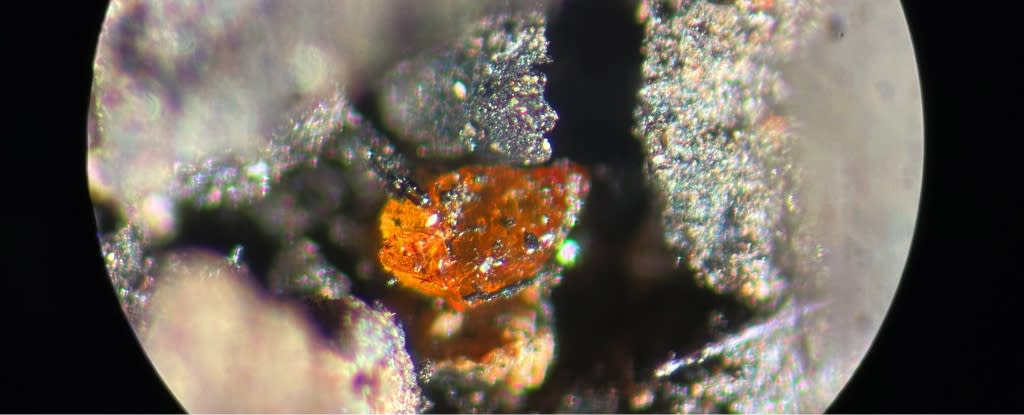 Macrograph of an approximately 70 µm amber extracted from the lignite in the sediments of the MeBo core S104_20-2 9R. 