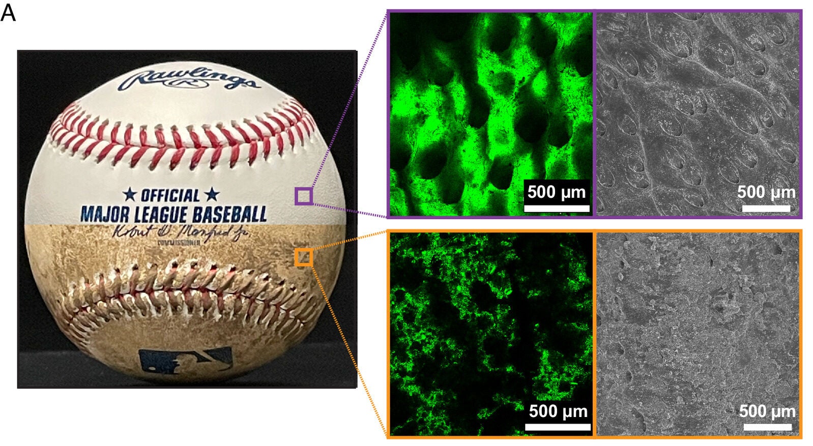 The microstructural visualization of a clean baseball surface (Top) and a mudded baseball (Bottom), using confocal laser scanning microscopy (CLSM) (green images), and scanning electron microscopy (SEM) (gray images). 