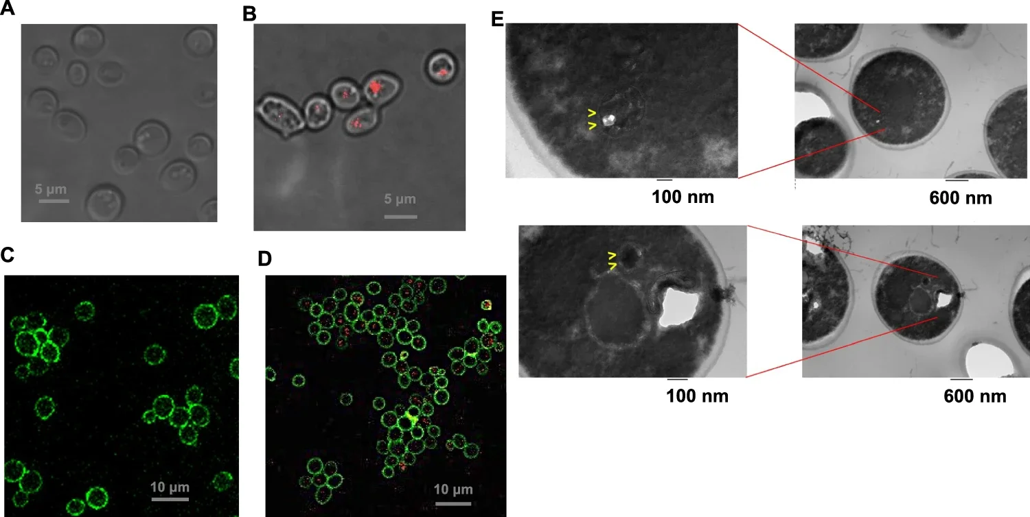 Imaging intracellular cyanobacterial endosymbiont by fluorescent microscopy.