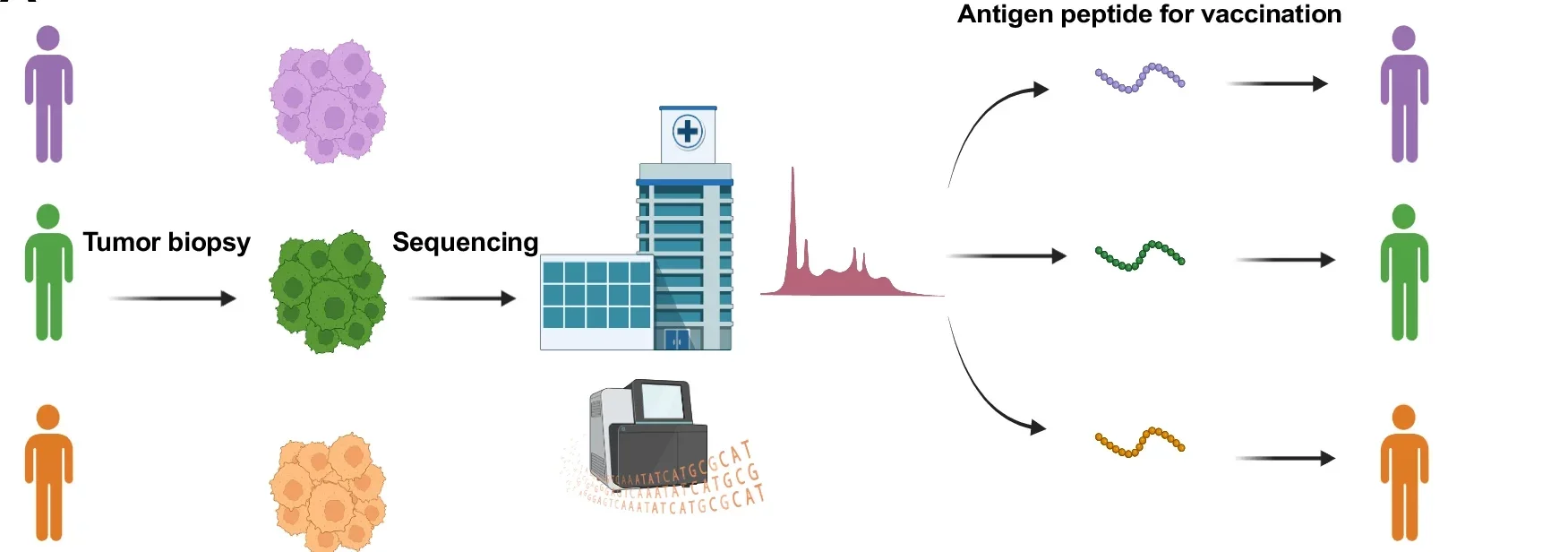 Overview of precision immunotherapy using patient-specific identification of tumor neoantigens by sequencing. Patient tumor samples are sequenced for neoantigen determination by in silico prediction. Patient-specific neoantigens are synthesized as peptides for personalized immunotherapy eliciting tumor-specific responses. 