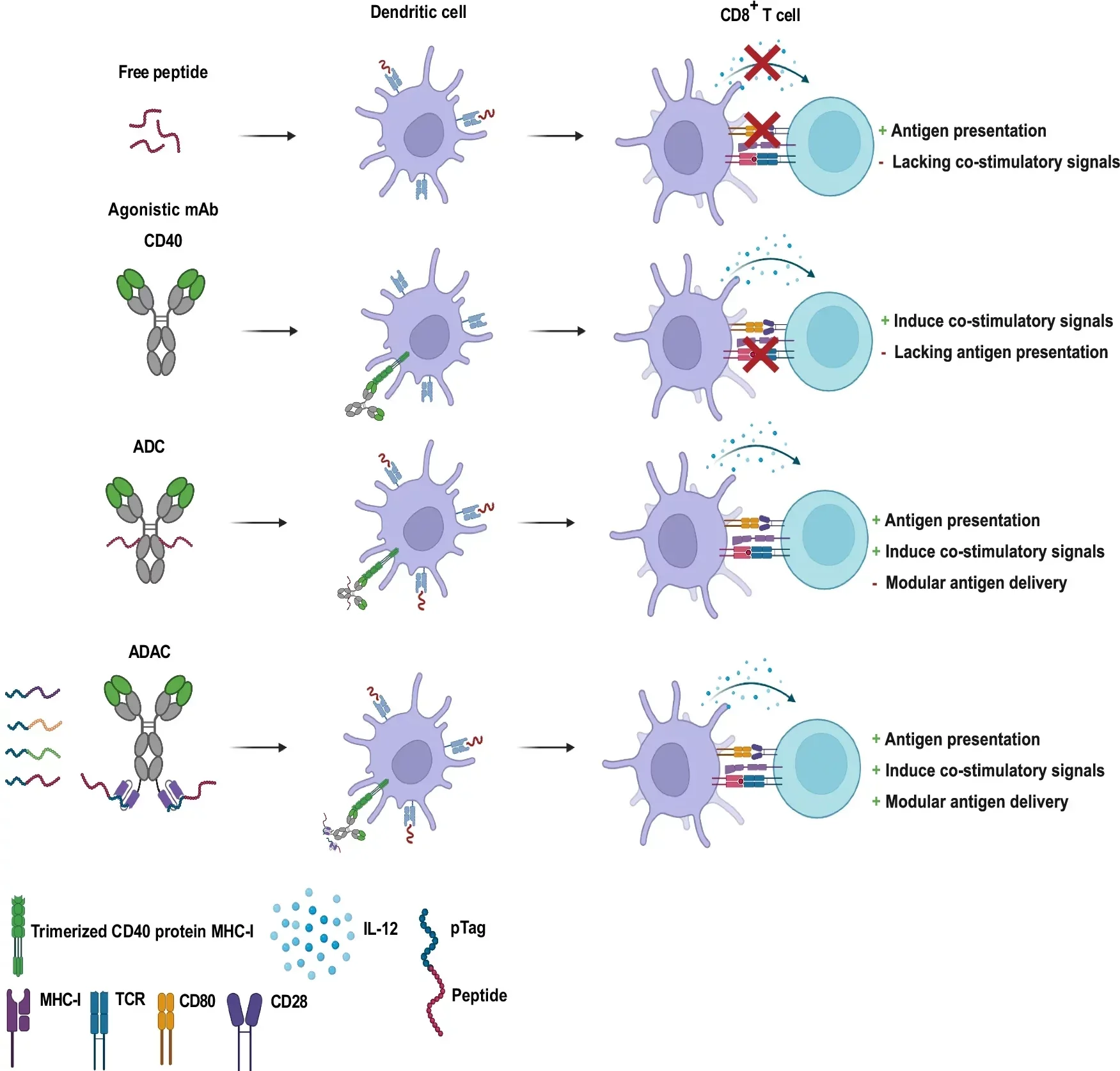 A modular bispecific antibody, adaptable-drug-affinity-conjugate based antigenic peptide delivery, and subsequent peptide-specific T cell anti-tumor response, compared to other therapeutic immunostimulatory/vaccination modalities and delivery strategies.