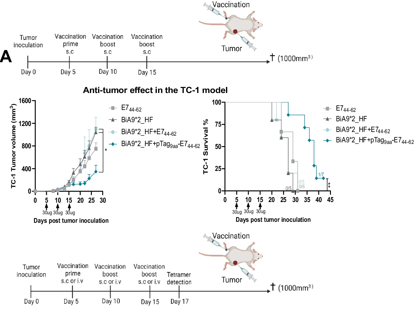 Tumor volume over time and survival analysis in mice treated with indicating groups using 30 µg (150pmol) of BiA9*2_HF and 3 µg (925 pmol) of E744-62 peptide with and without pTag in the TC-1 model.