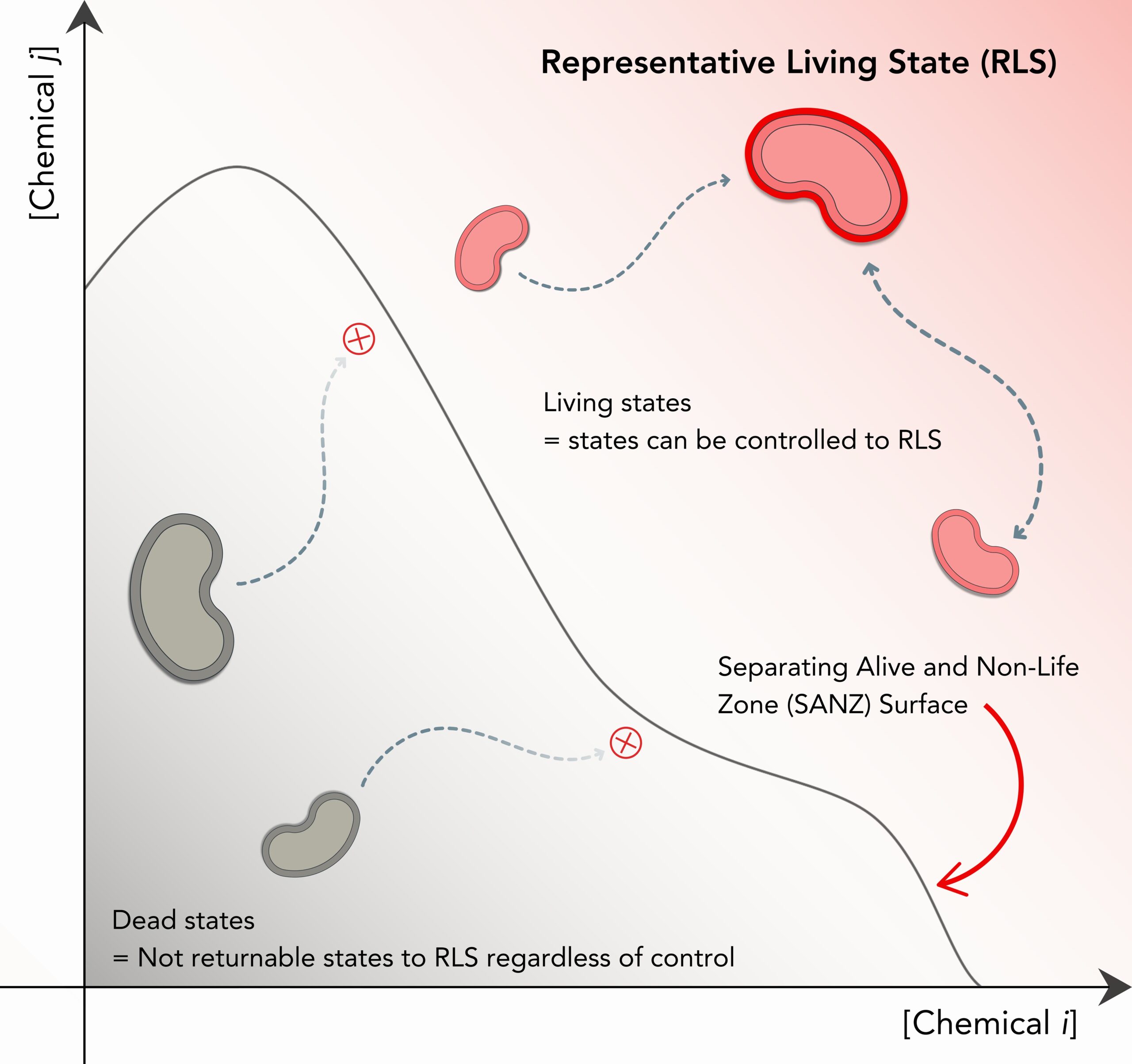 There’s a thin line between the living and the dead, and for cells, it depends on whether chemical processes which shut down can be returned to their active states.