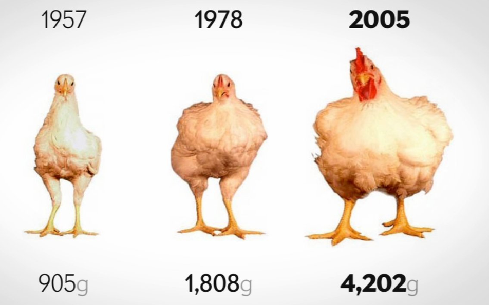 The appearance and genetics of chickens have evolved significantly over time.