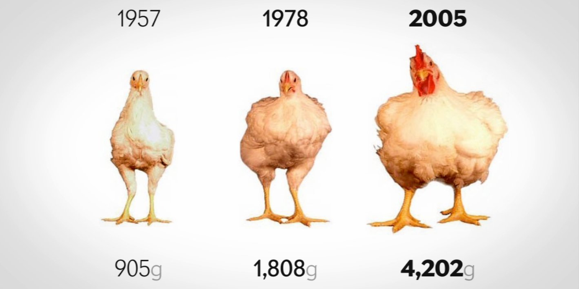 Chicken Evolution Timeline What really came first... the chicken or the egg? - The Brighter Side ...