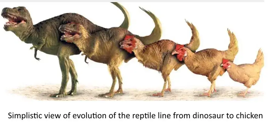 What really came first... the chicken or the egg? - The Brighter Side ...