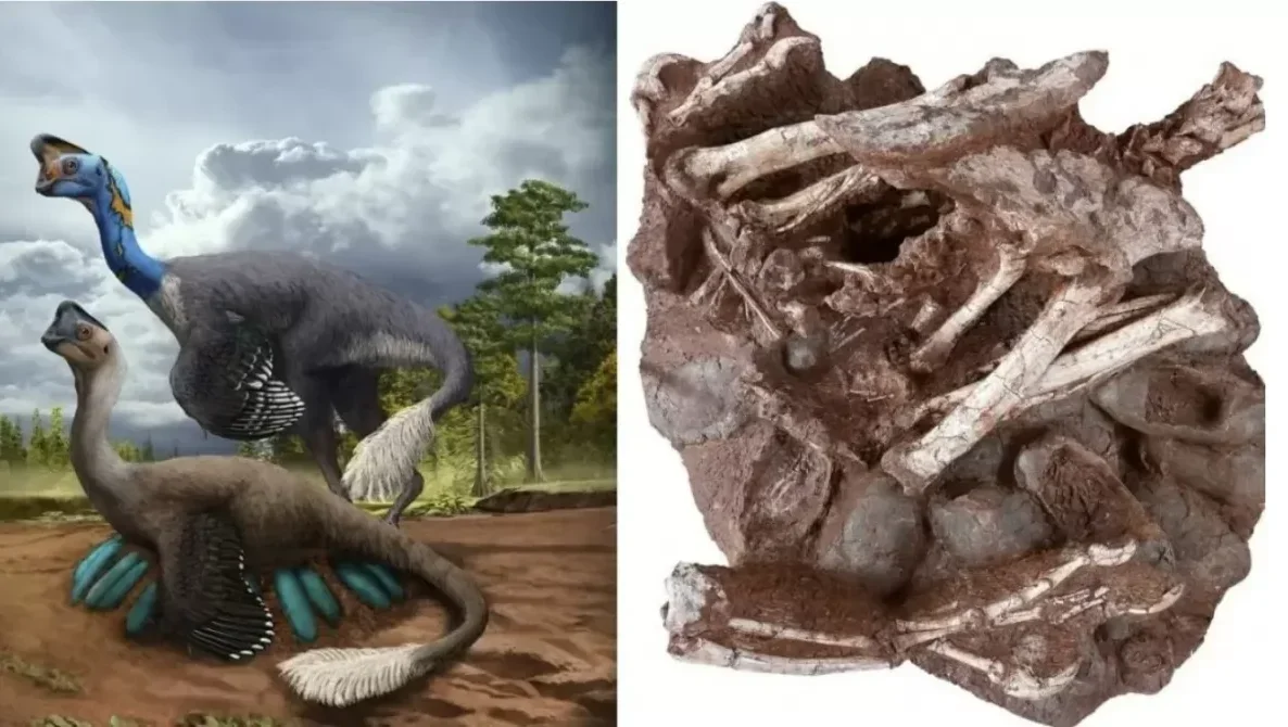Dinosaur fossils and rare leathery eggs discovered in southwestern China.