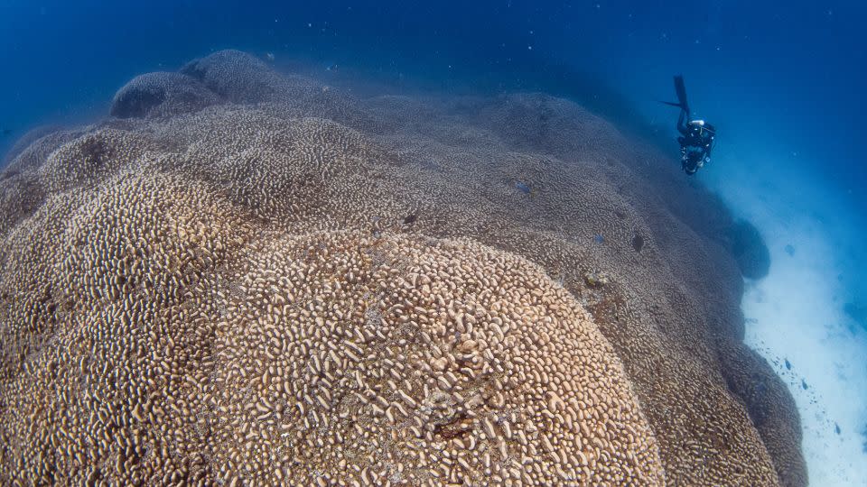 A diver swims alongside the mega coral, which is made up of nearly 1 billion polyps.