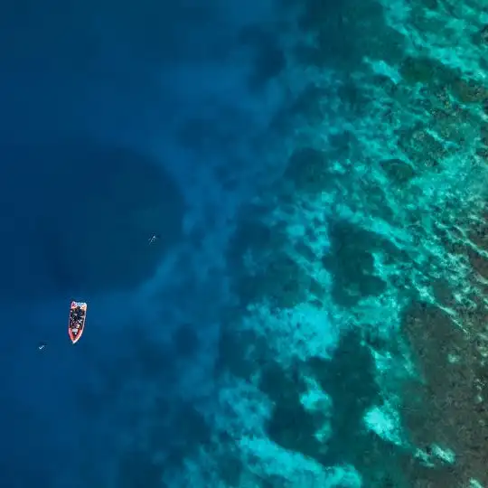 World's largest coral colony discovered in the Pacific ocean