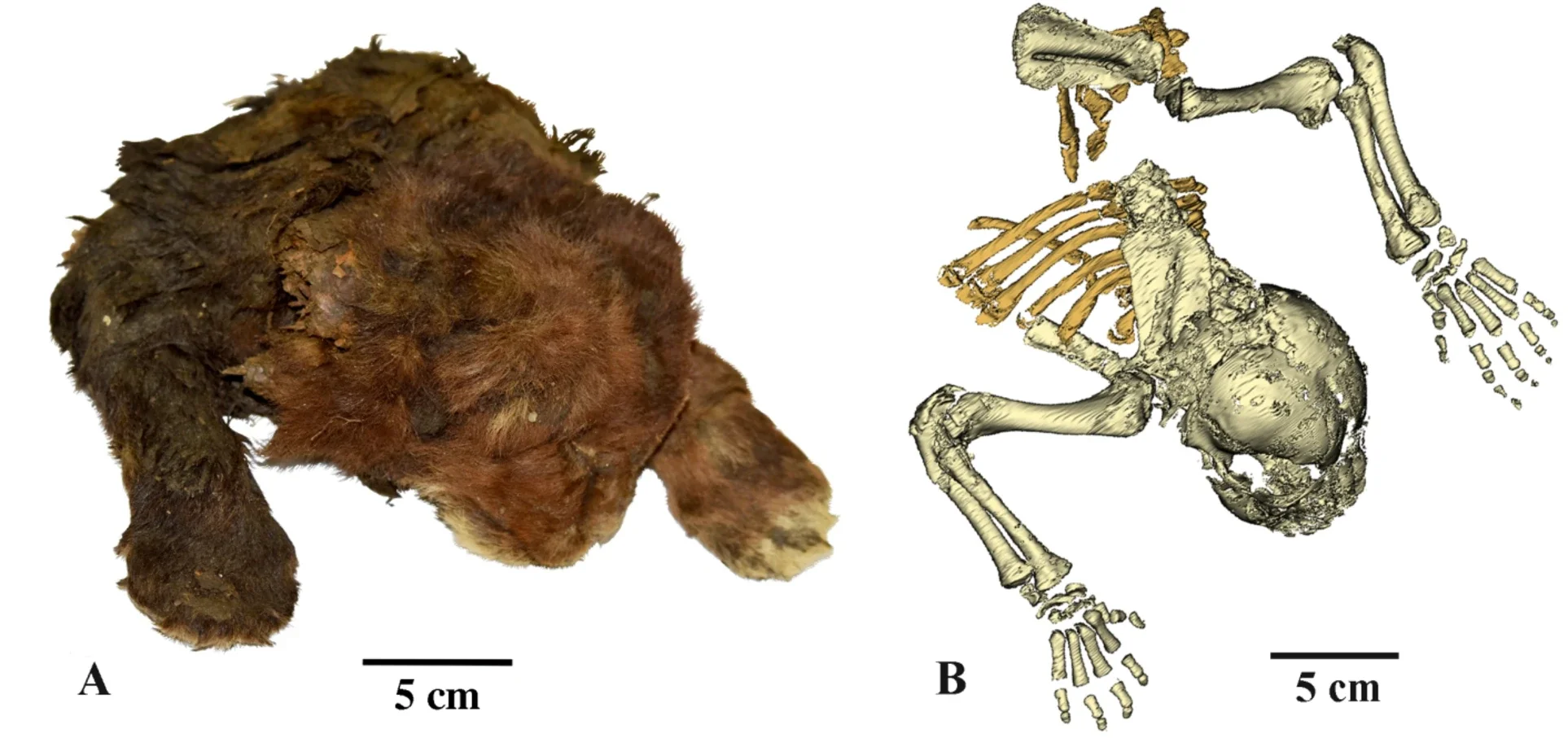The frozen mummy of Homotherium latidens
