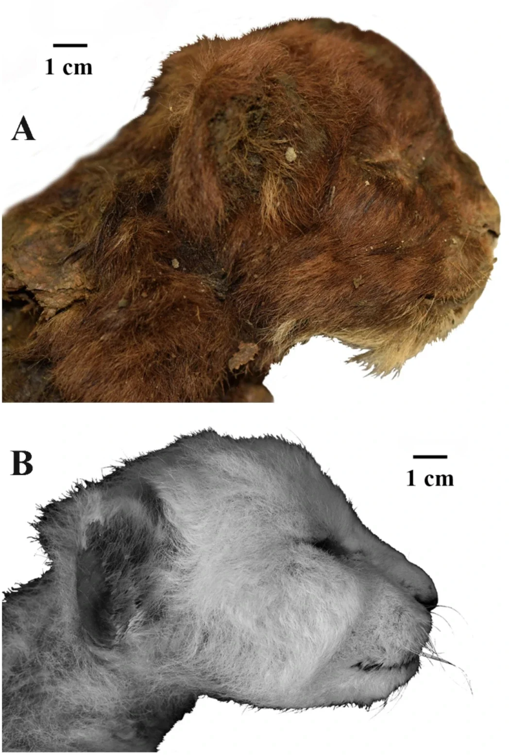External appearance of three-week-old heads of large felid cubs, right lateral view.